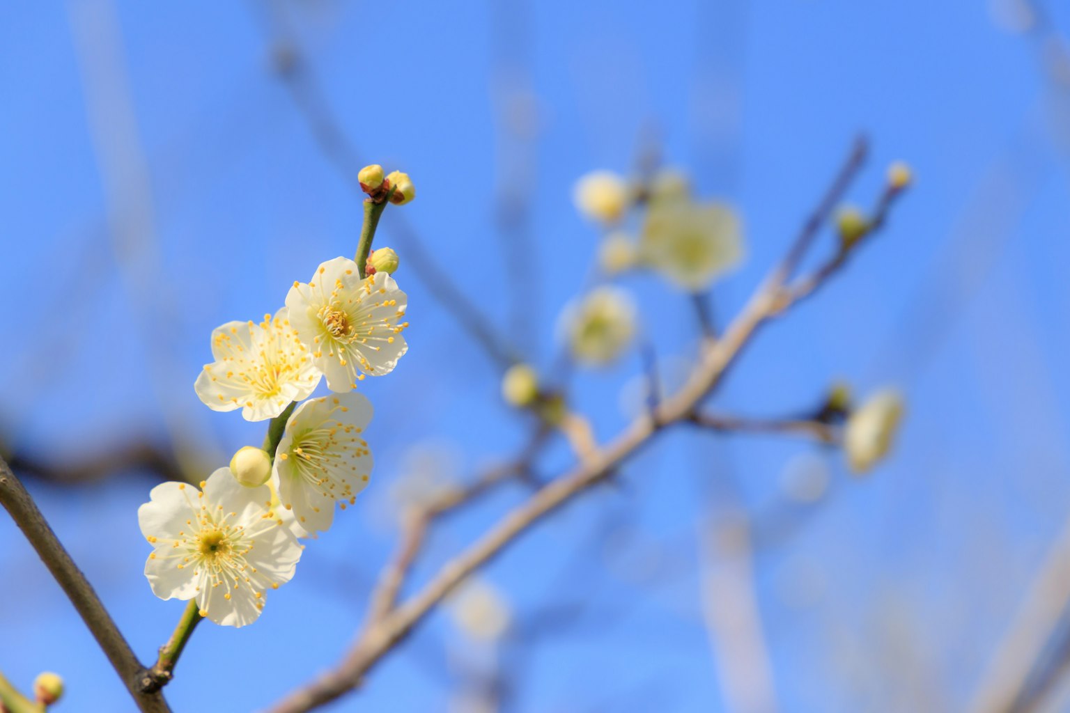 Zarte gelbe Pflaumenblüten blühen vor einem klaren blauen Himmel
