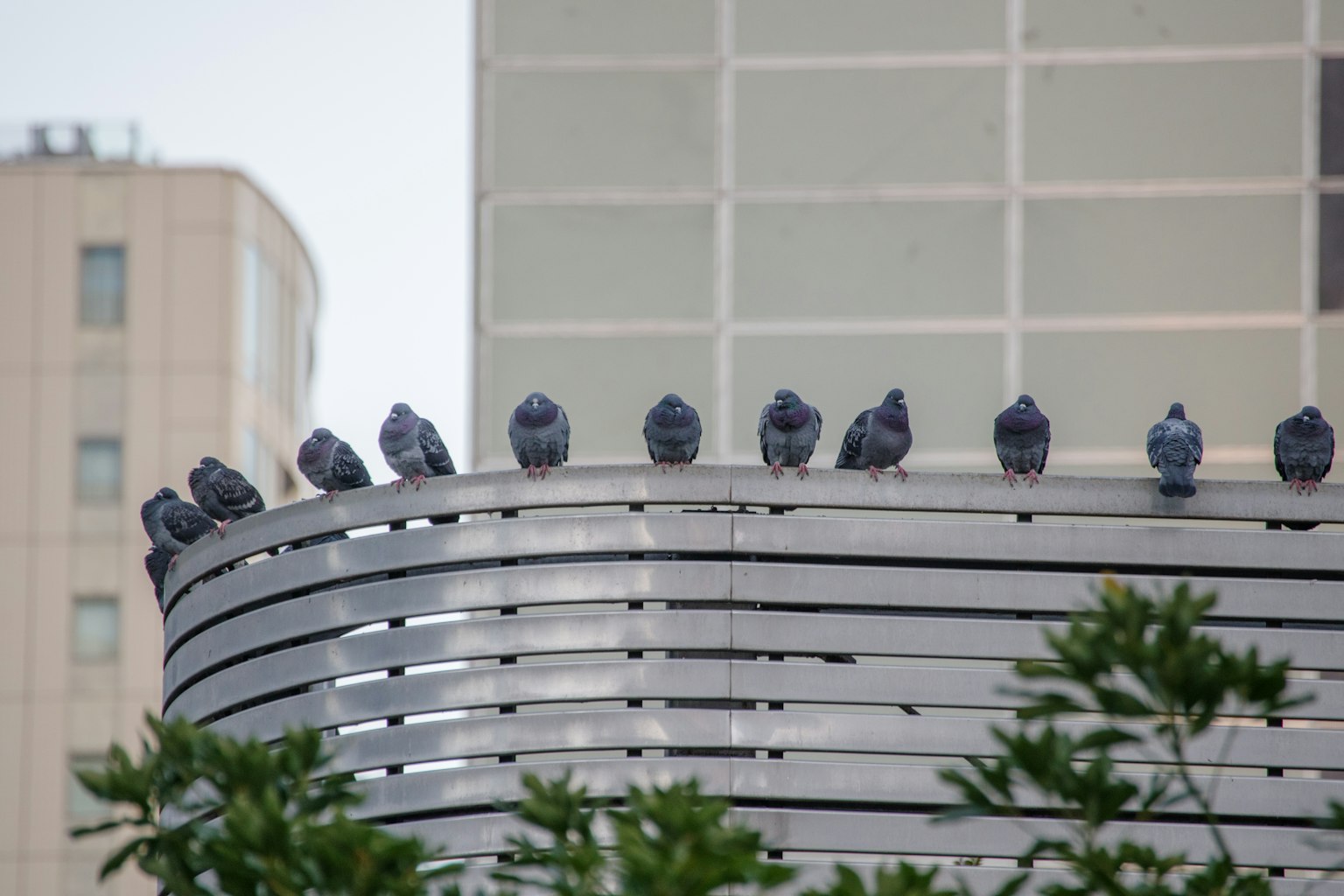 Une rangée de pigeons perchés sur le toit d'un bâtiment