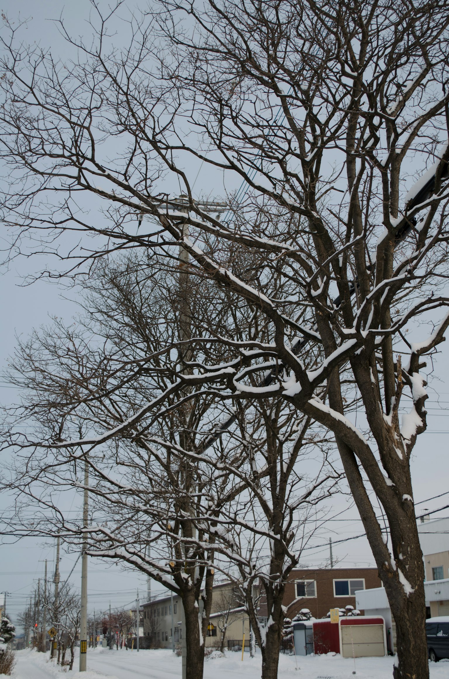 冬季场景，积雪覆盖的树木和灰色天空