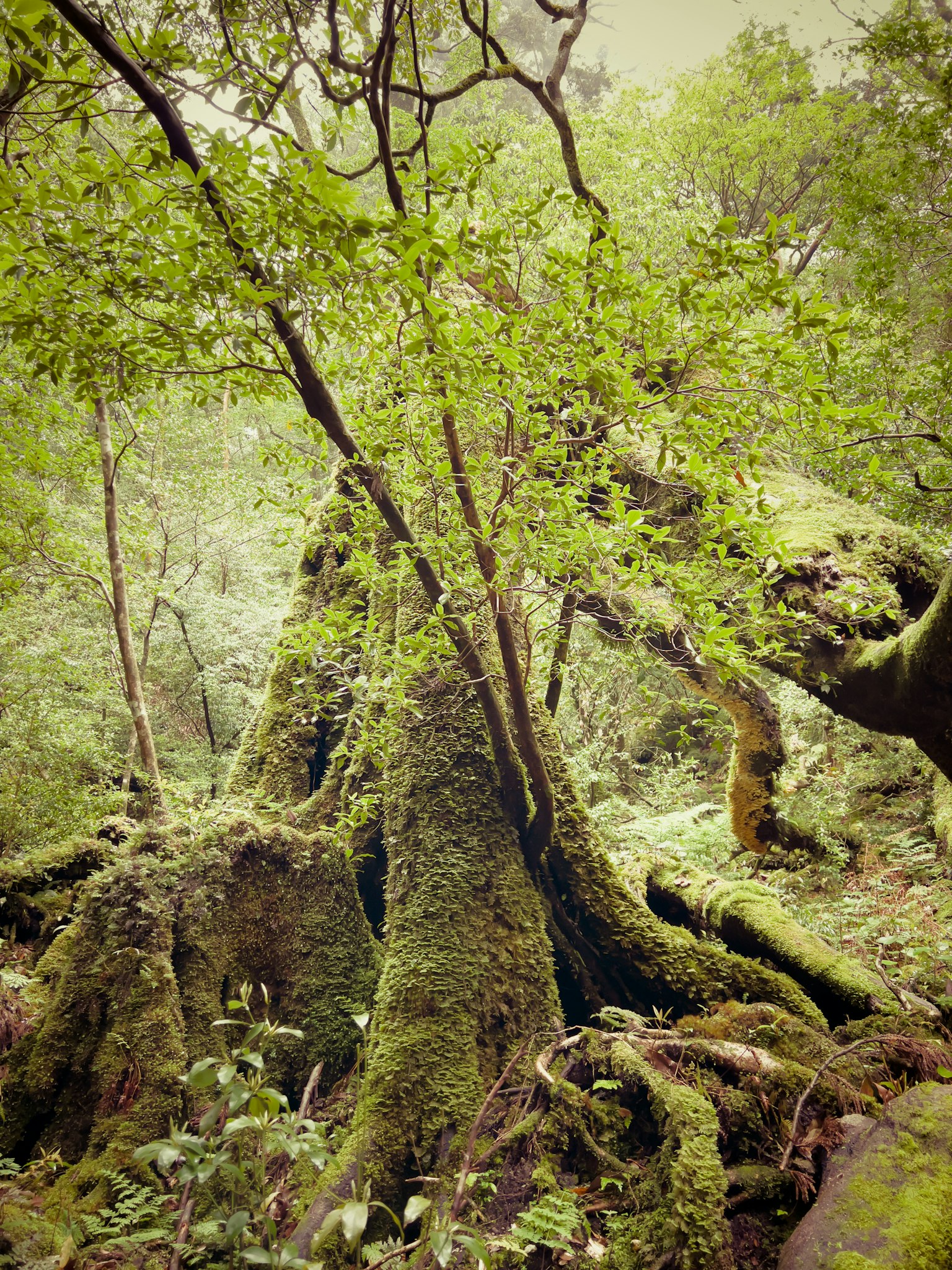 Pemandangan hutan dengan pohon-pohon yang ditutupi lumut dan vegetasi subur