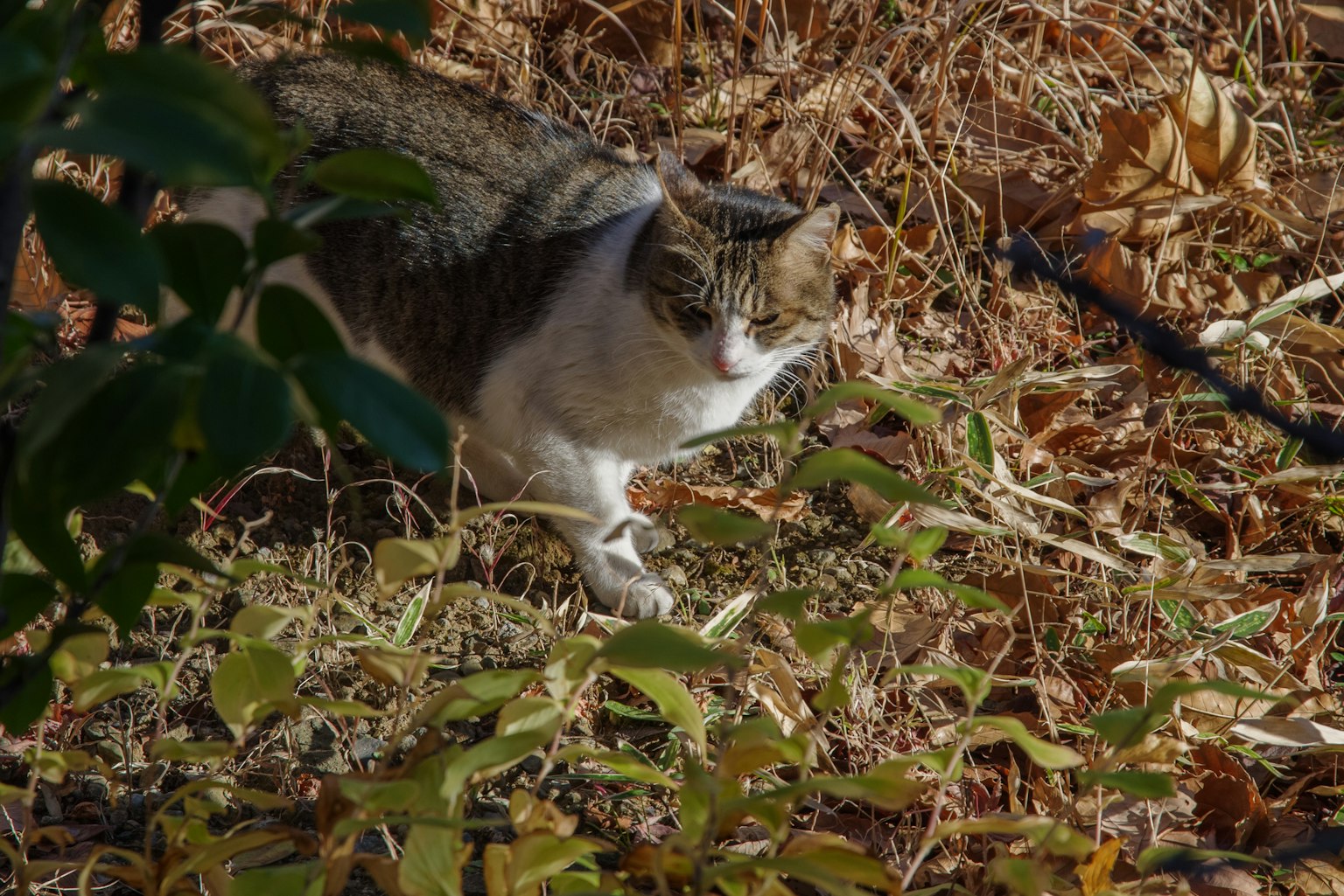 Un gato caminando a través de hierba seca y follaje