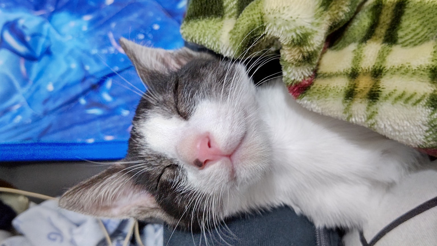 Gato gris y blanco durmiendo pacíficamente con los ojos cerrados