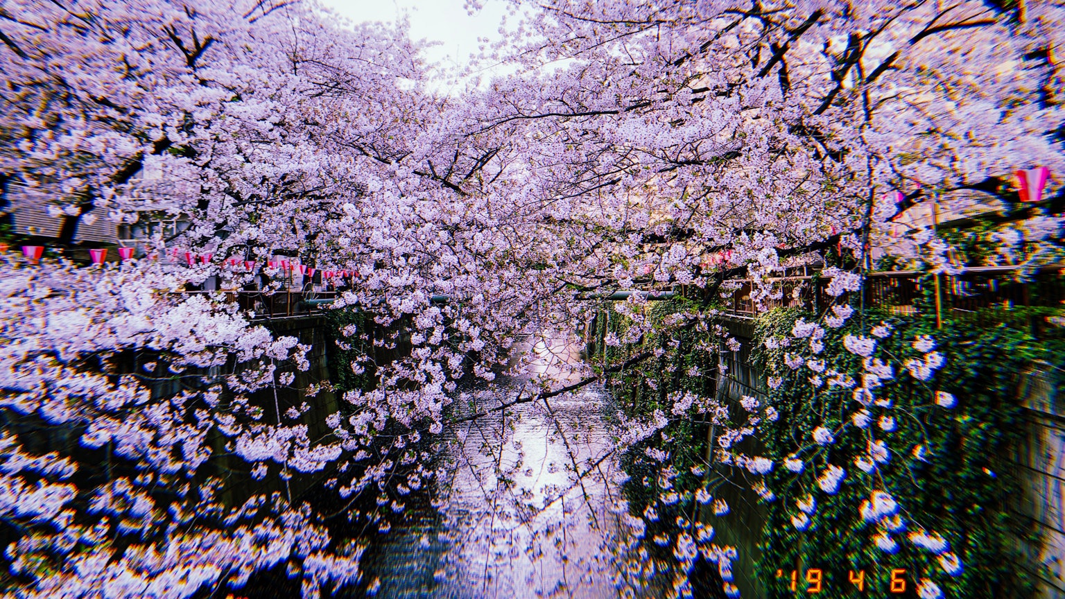 Una vista pittoresca di alberi di ciliegio in fiore lungo un fiume sereno