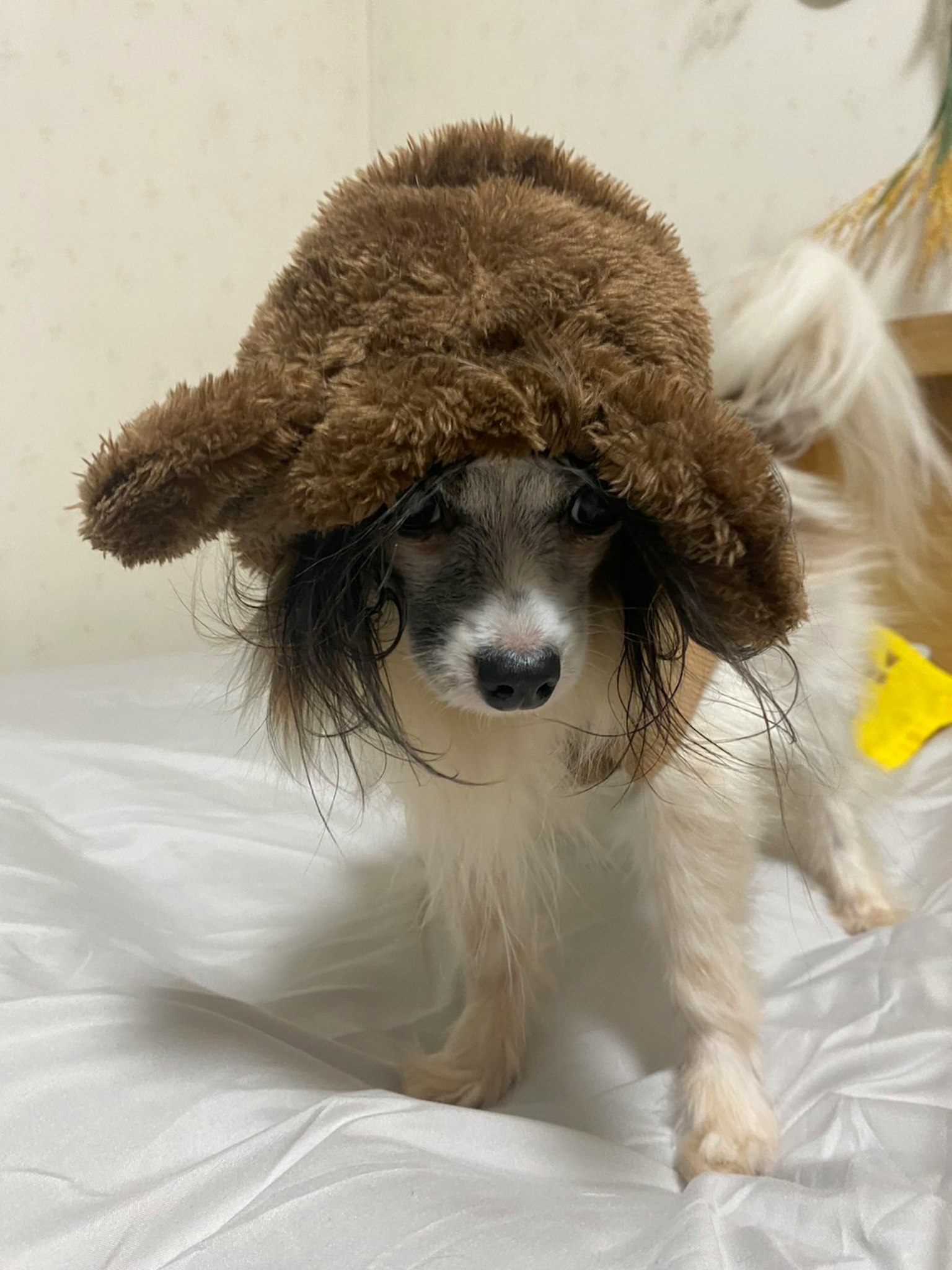 Ein Hund mit einem braunen Hut in einem Raum