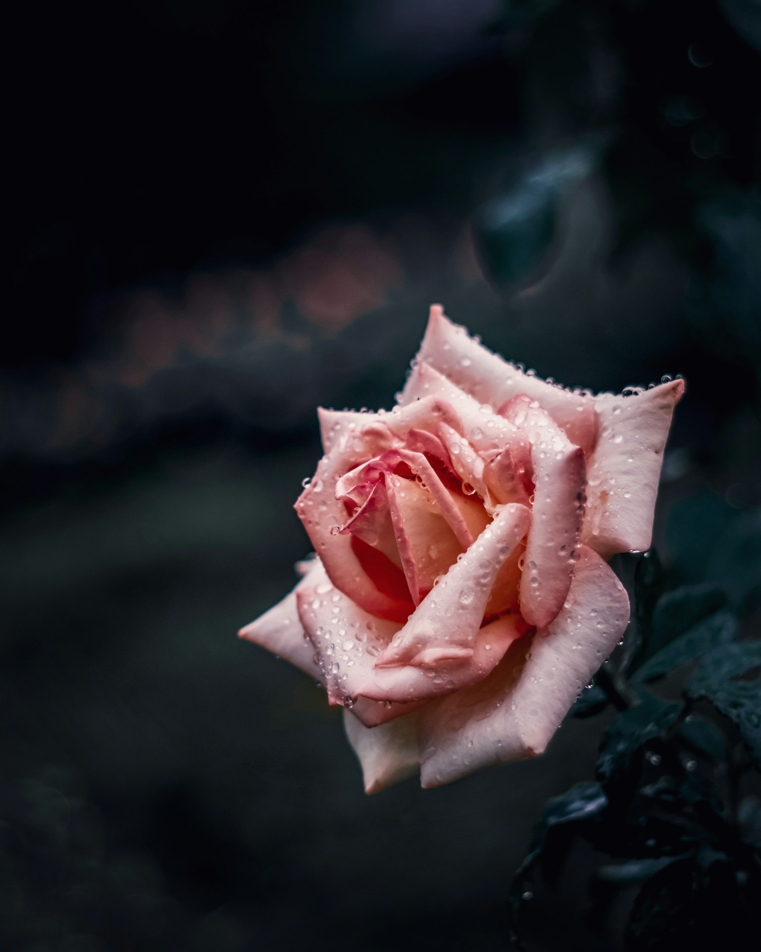 Eine schöne hellrosa Rose mit Wassertropfen