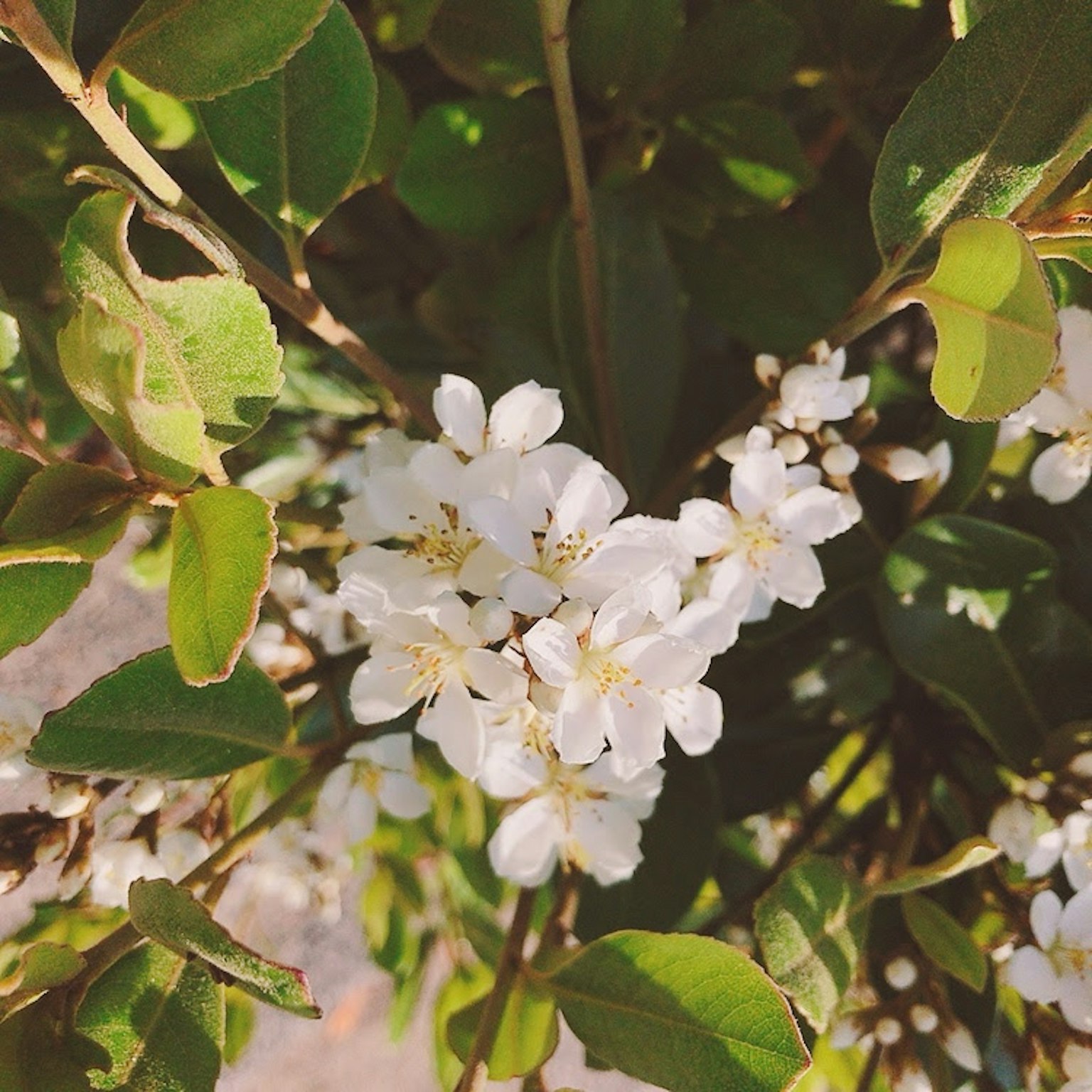 Primo piano di una pianta con fiori bianchi e foglie verdi
