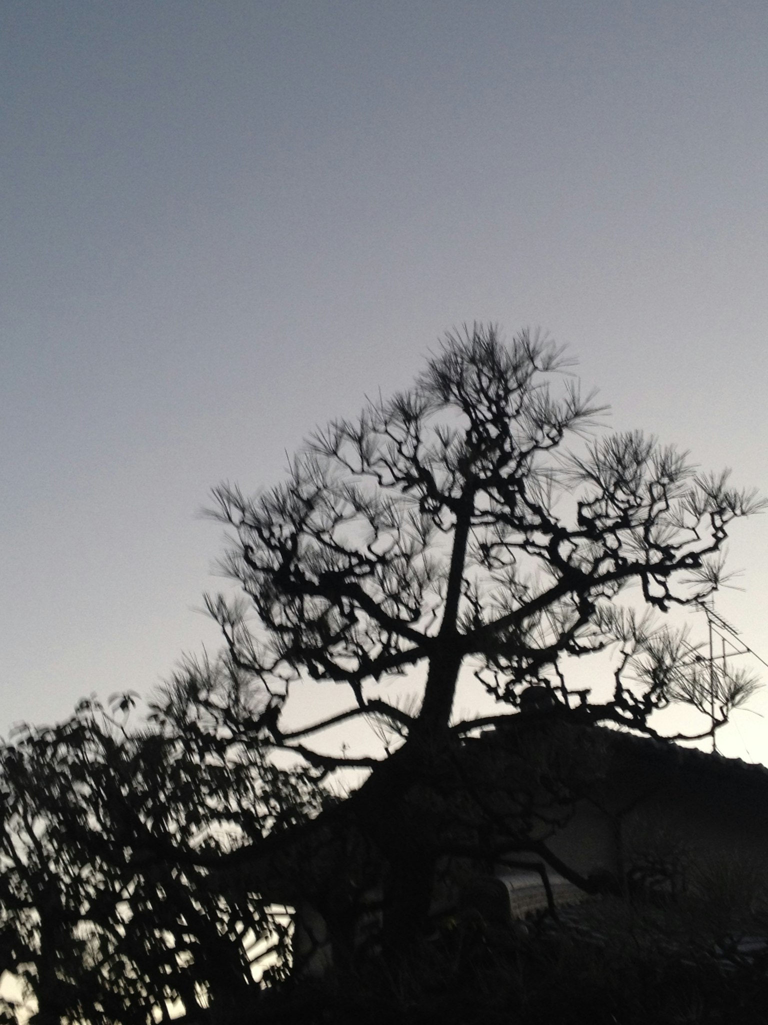 Silueta de un árbol y una casa contra un cielo oscureciente