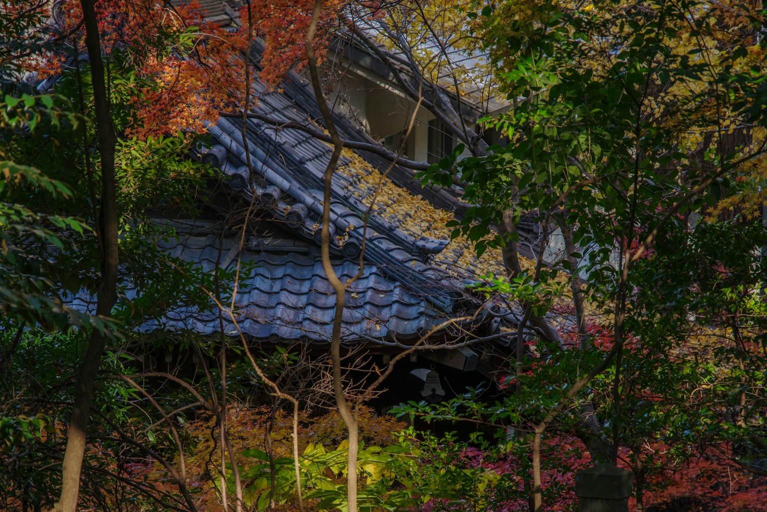 Toit d'une maison japonaise traditionnelle entouré de feuillage coloré