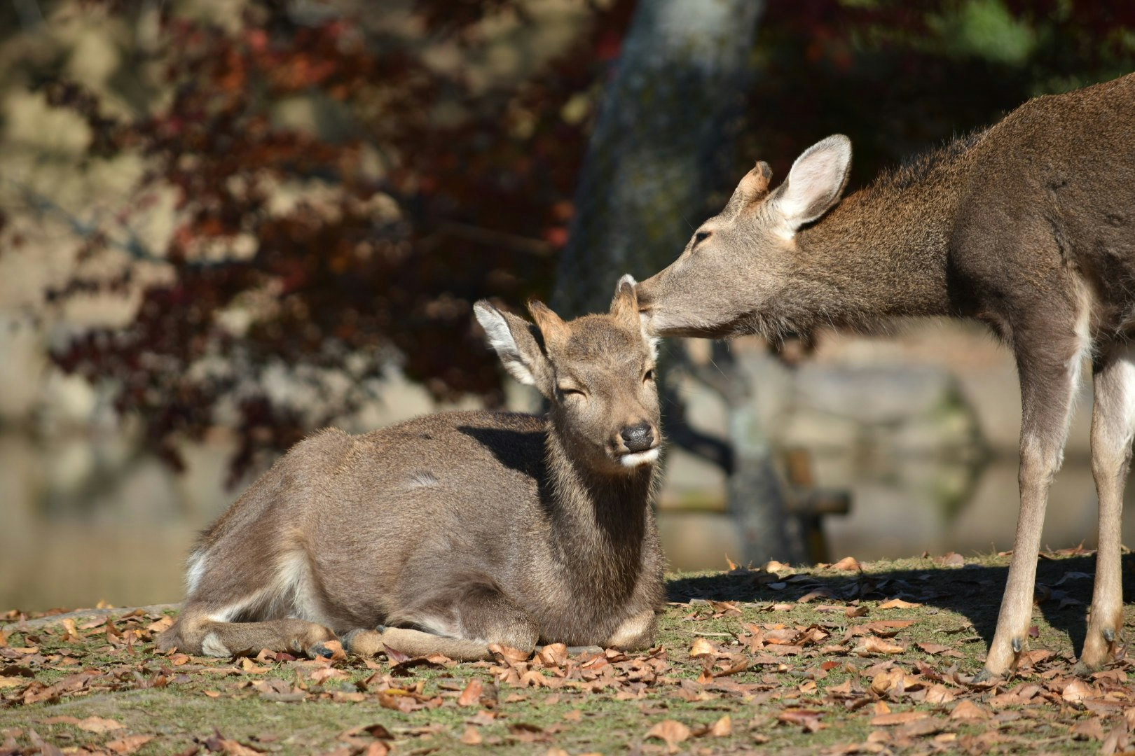 kangaroo joey resting beside an adult on grass