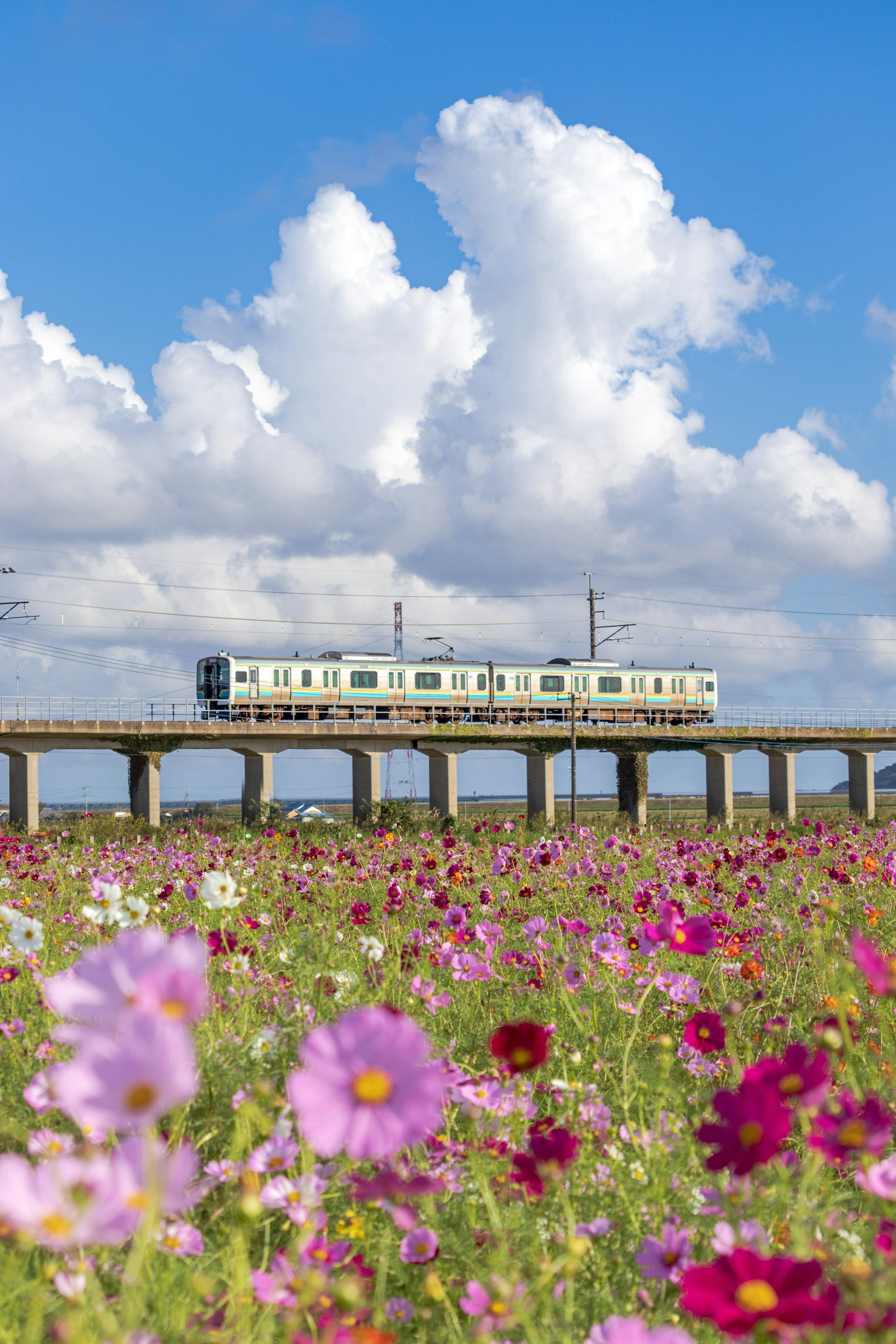 Train circulant sur un pont entouré d'un champ de fleurs cosmos sous un ciel bleu