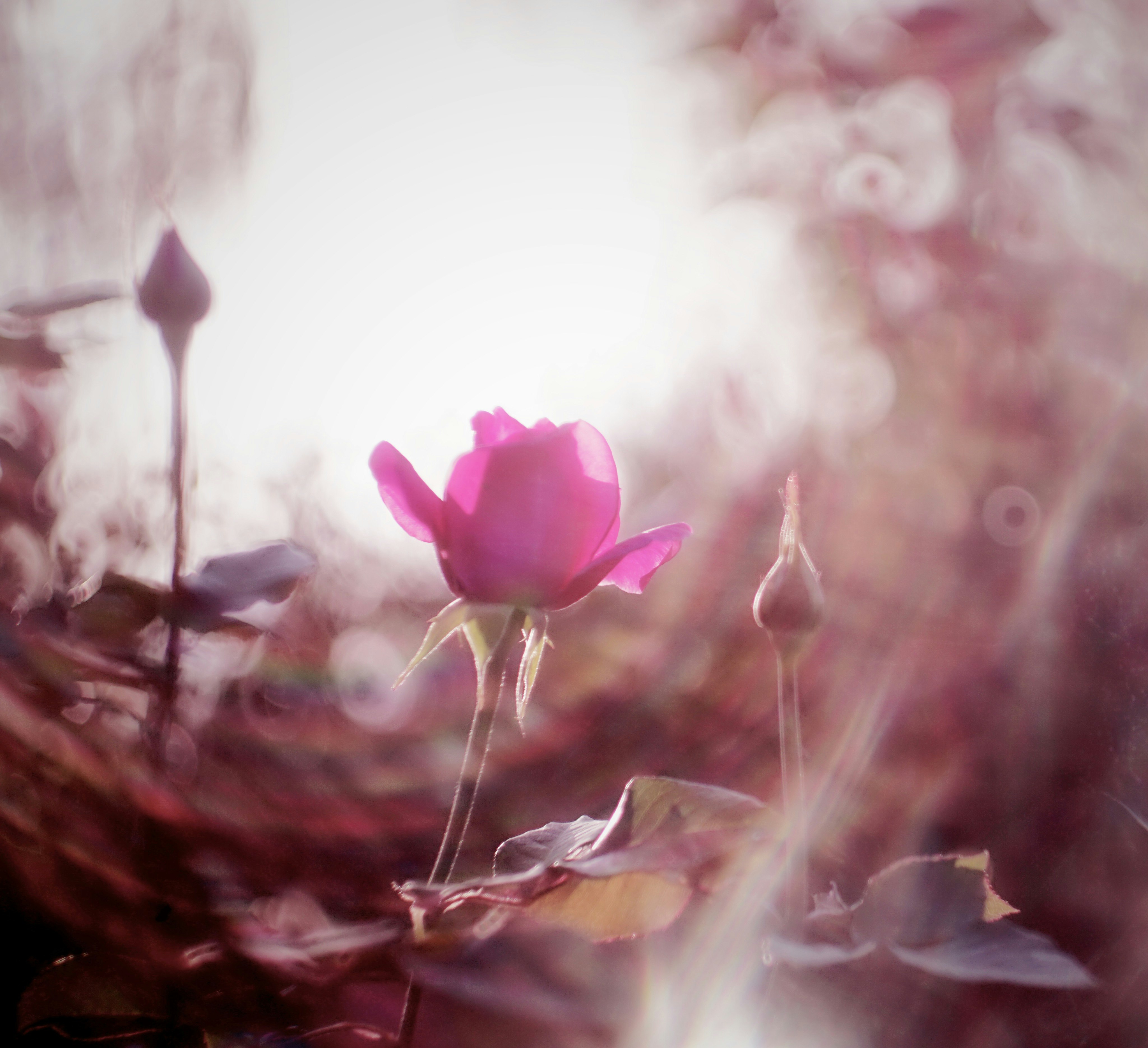 ピンクの花が咲く幻想的なボケ背景
