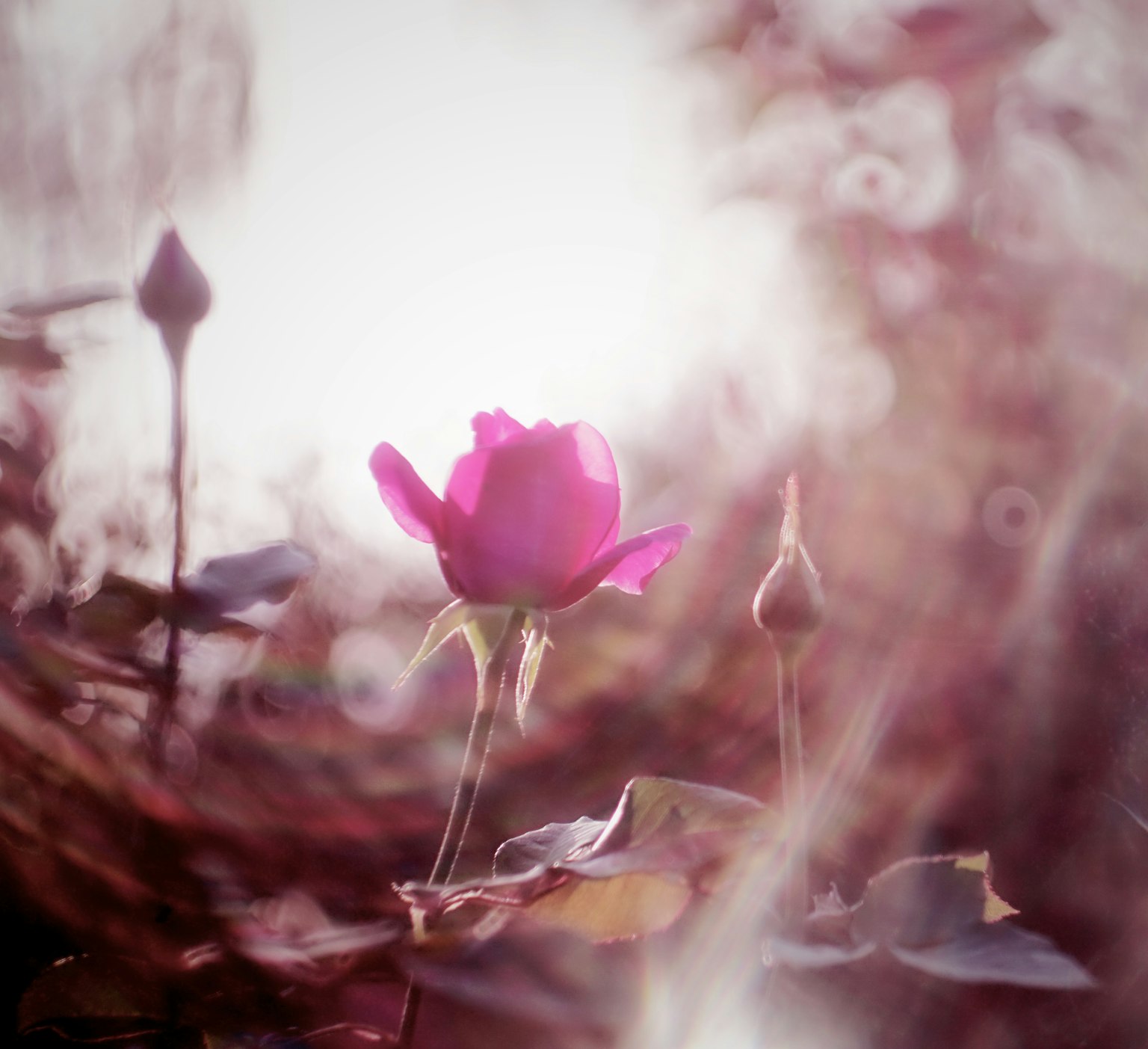 A pink flower blooming softly illuminated by gentle light