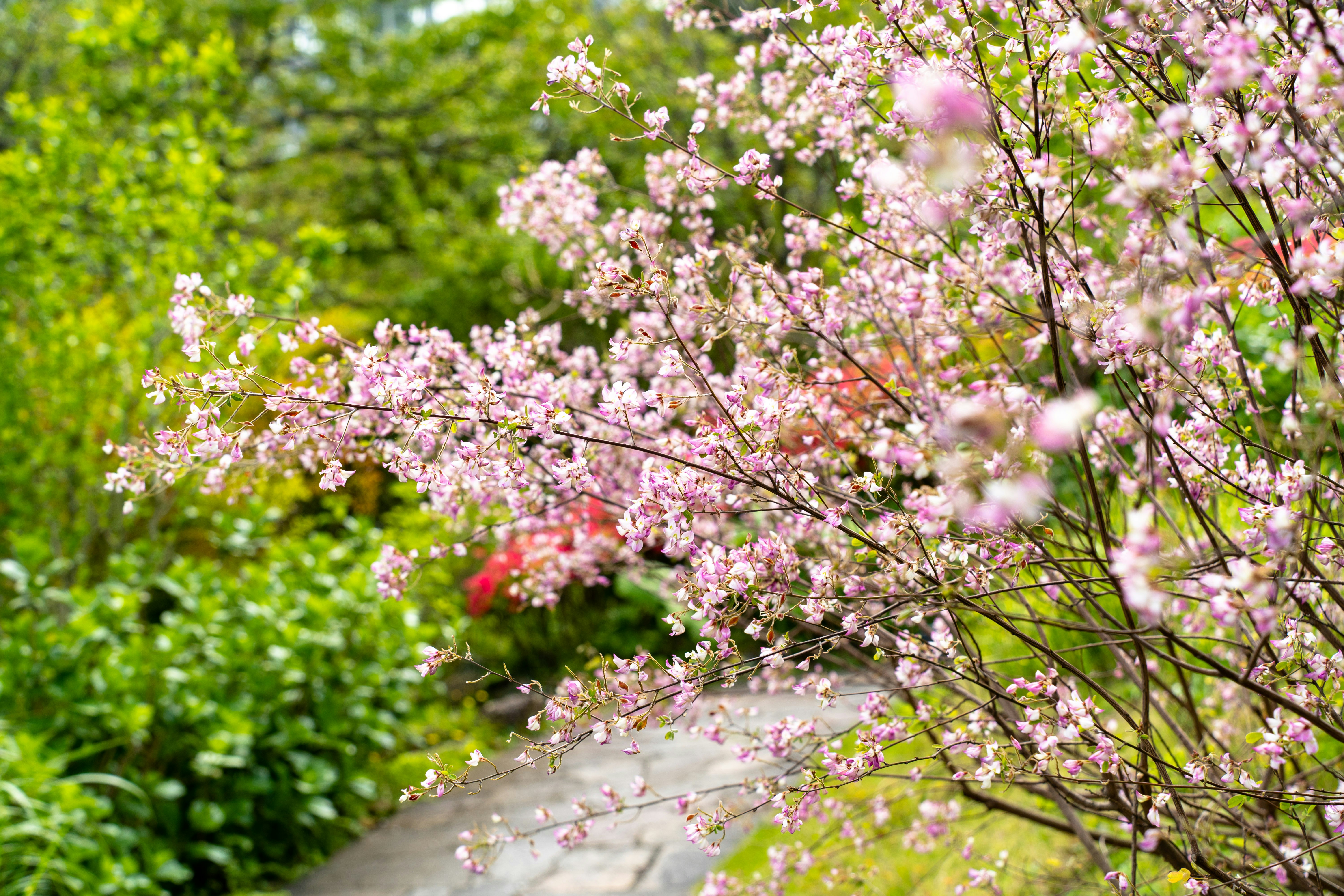 花咲く桜の枝と緑の並木の小道