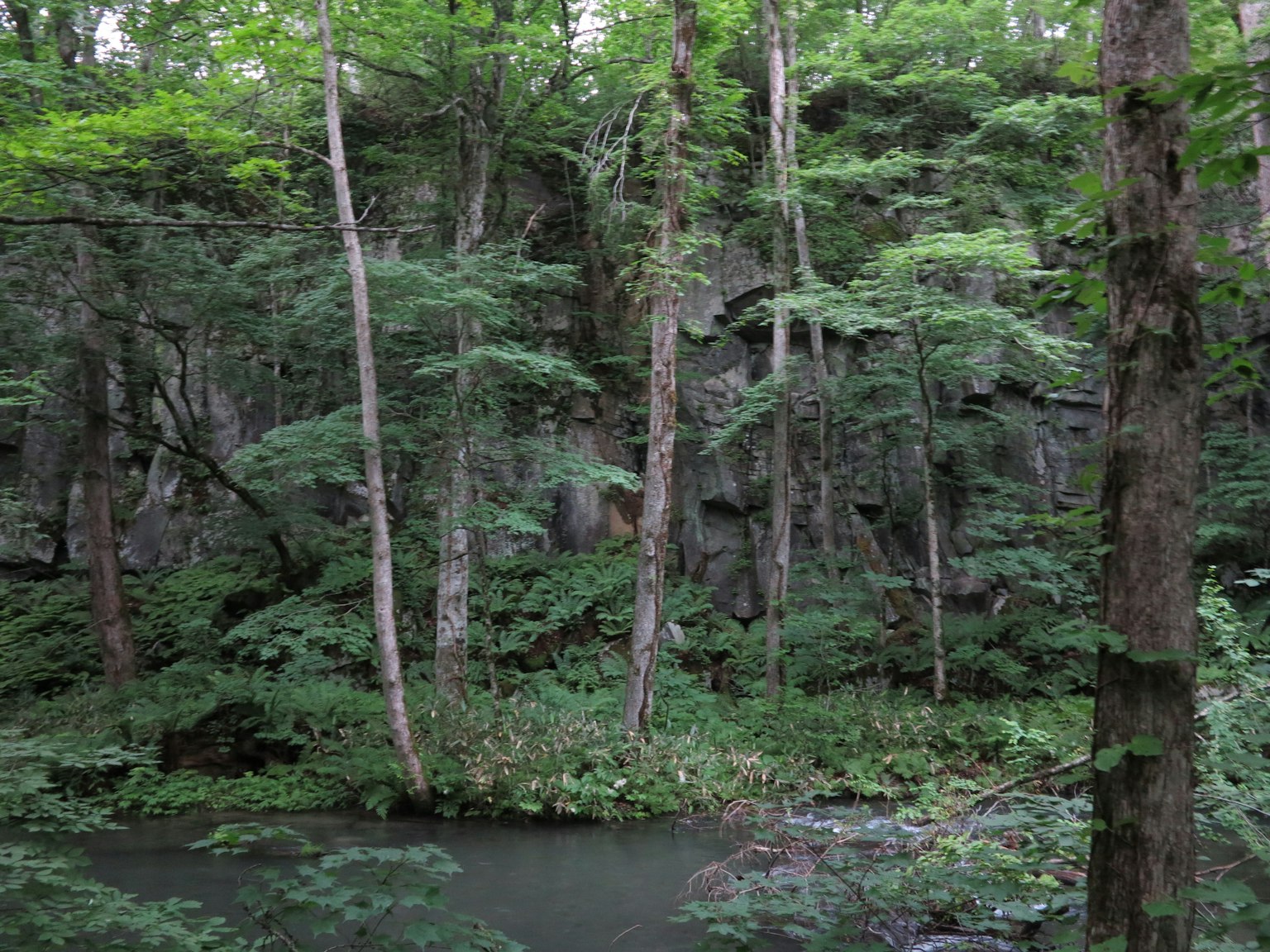 Üppige Waldlandschaft mit einem ruhigen Gewässer
