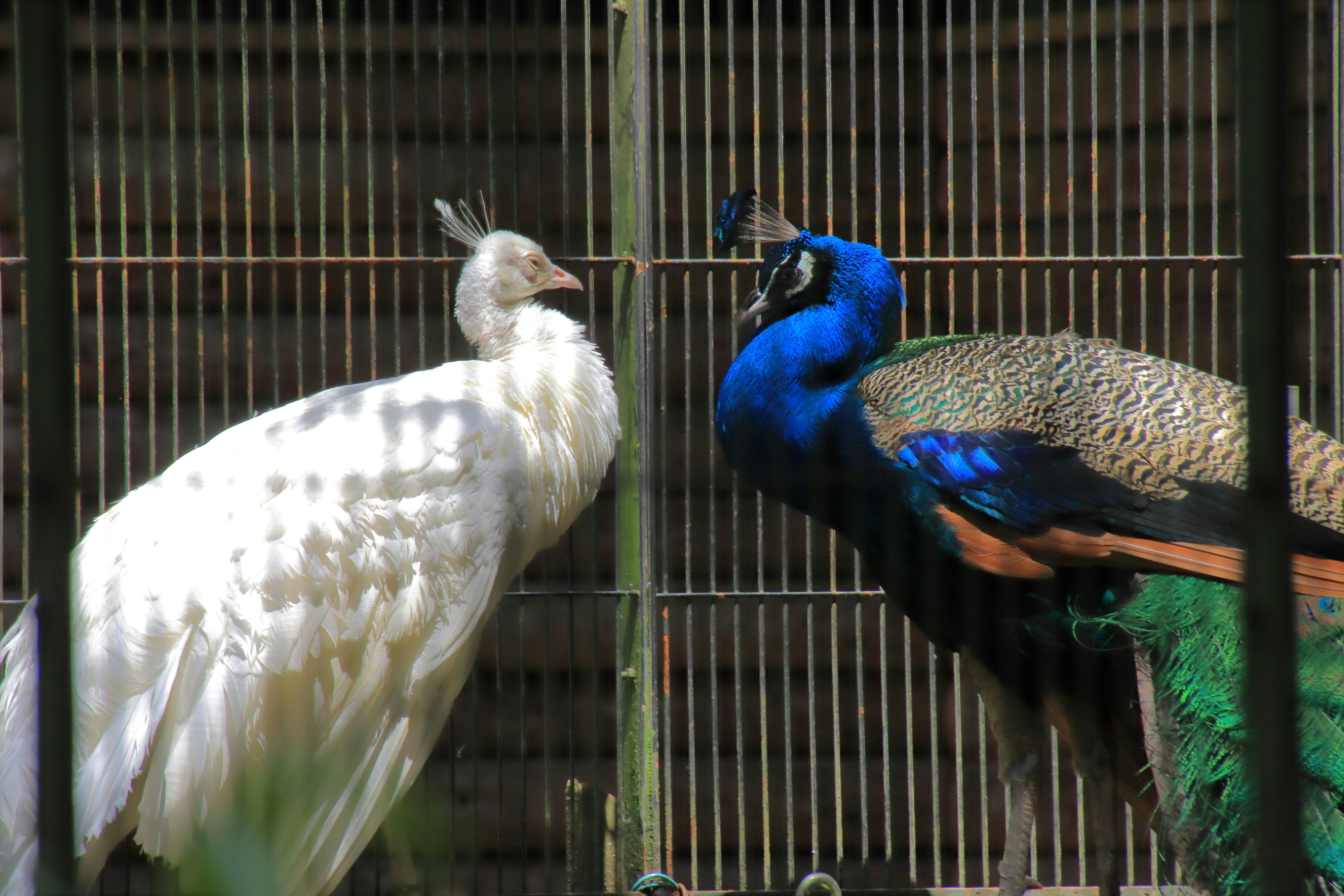鳥籠裡相對的孔雀與白色鳥