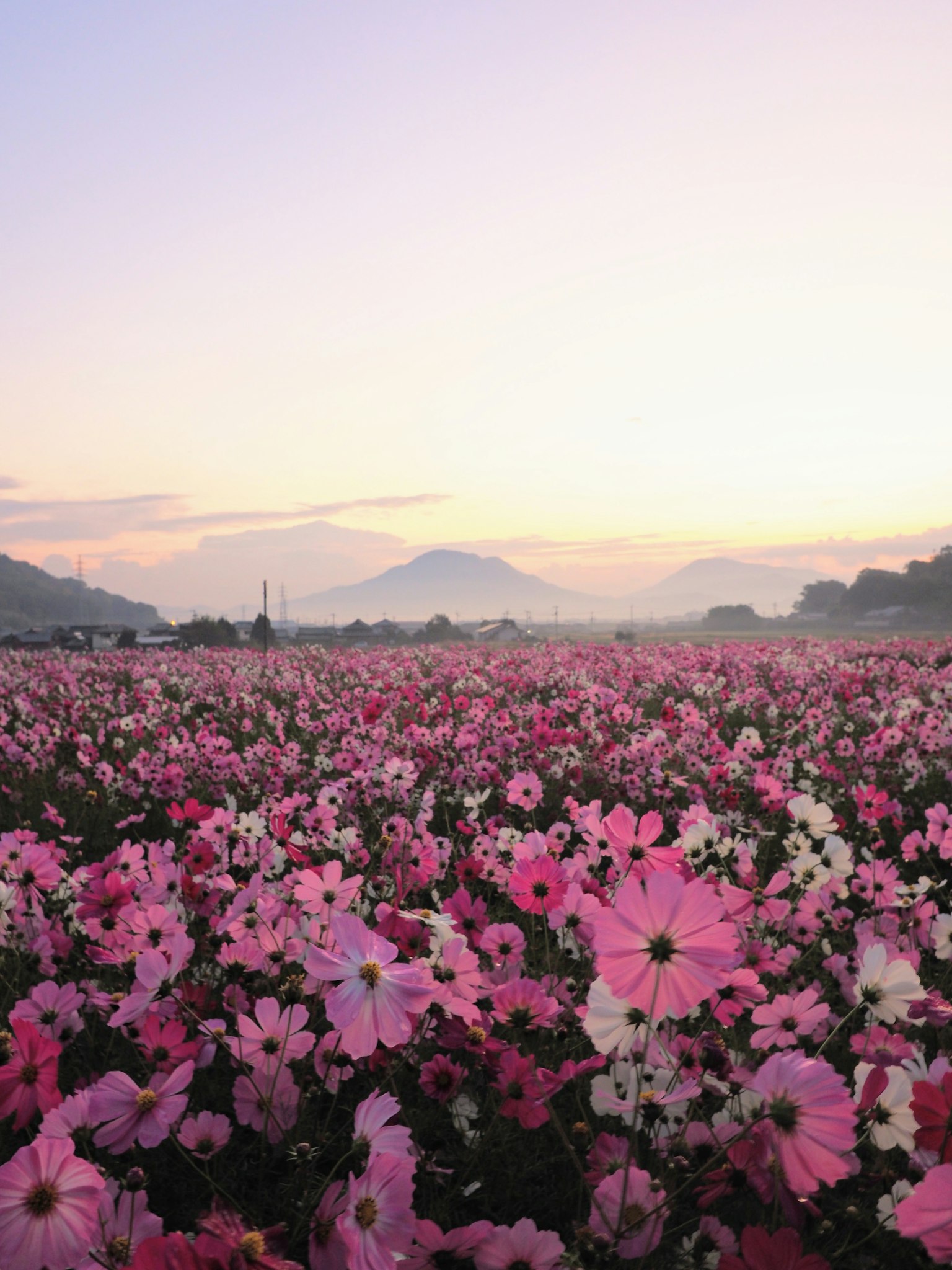 일출 시 분홍색과 흰색 꽃이 가득한 들판