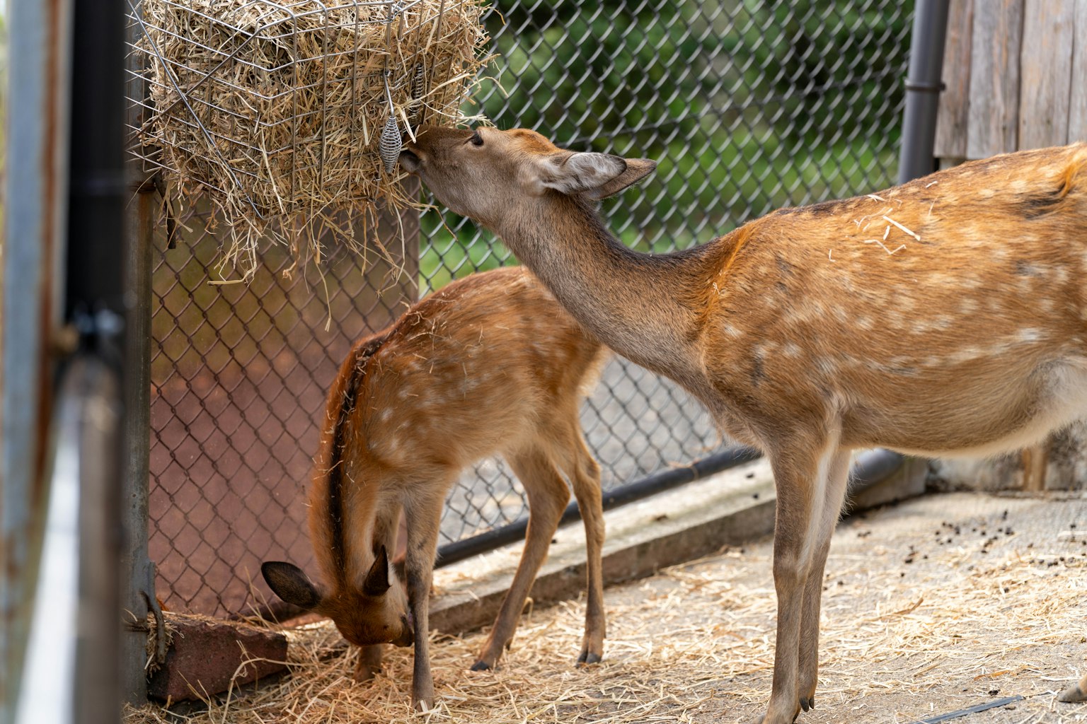 Two deer eating hay with a wire fence in the background