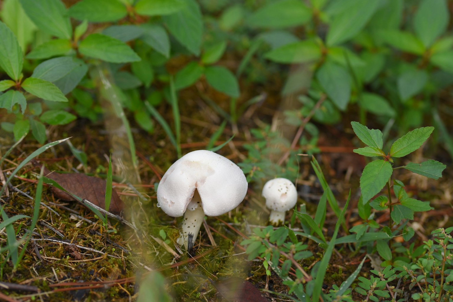Deux champignons l'un grand et blanc avec un plus petit à côté dans l'herbe verte