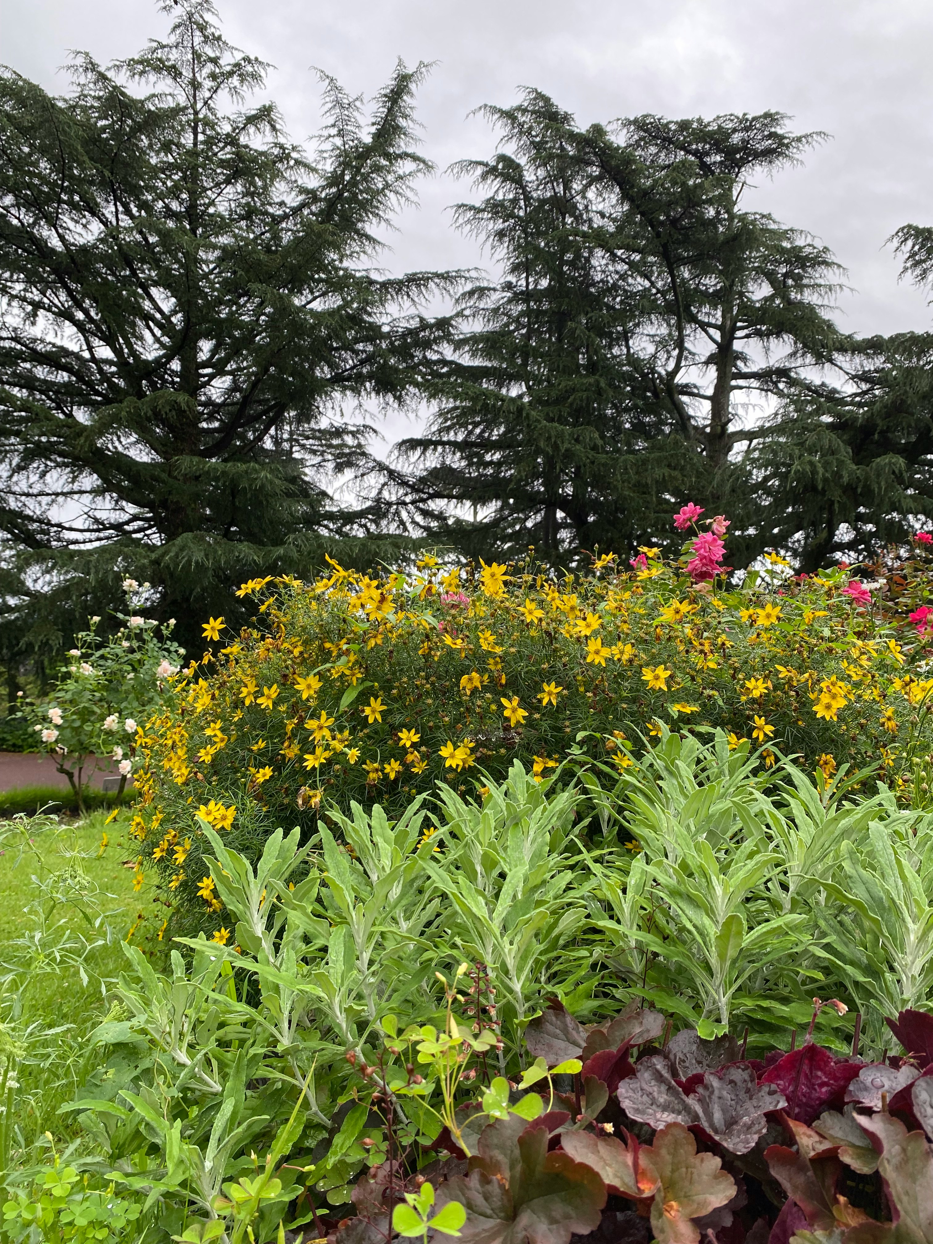 Blumenbeet mit gelben Blüten und Grün im Botanischen Garten der Präfektur Kyoto