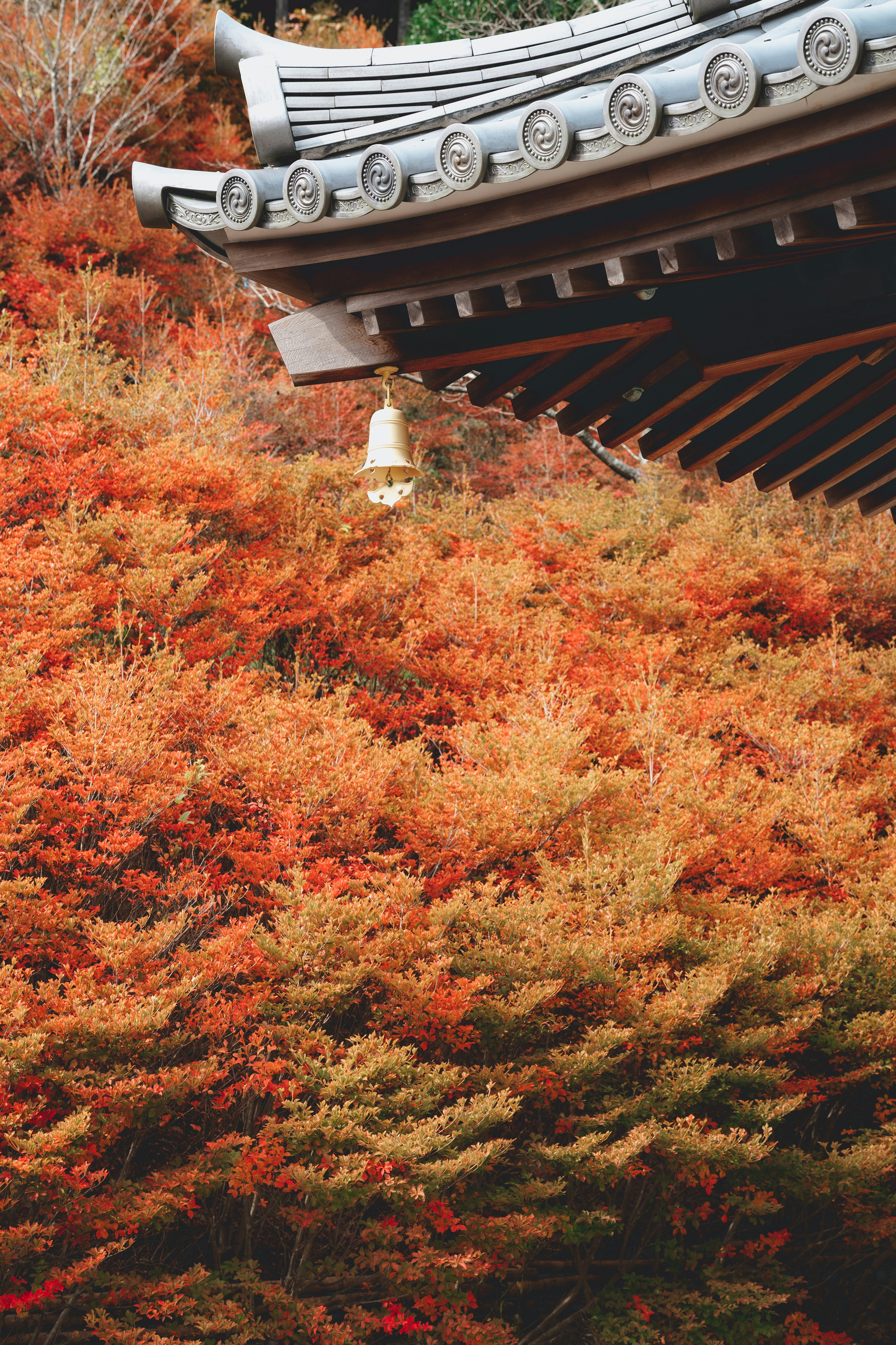 呑山観音寺の紅葉が広がる寺院の軒先