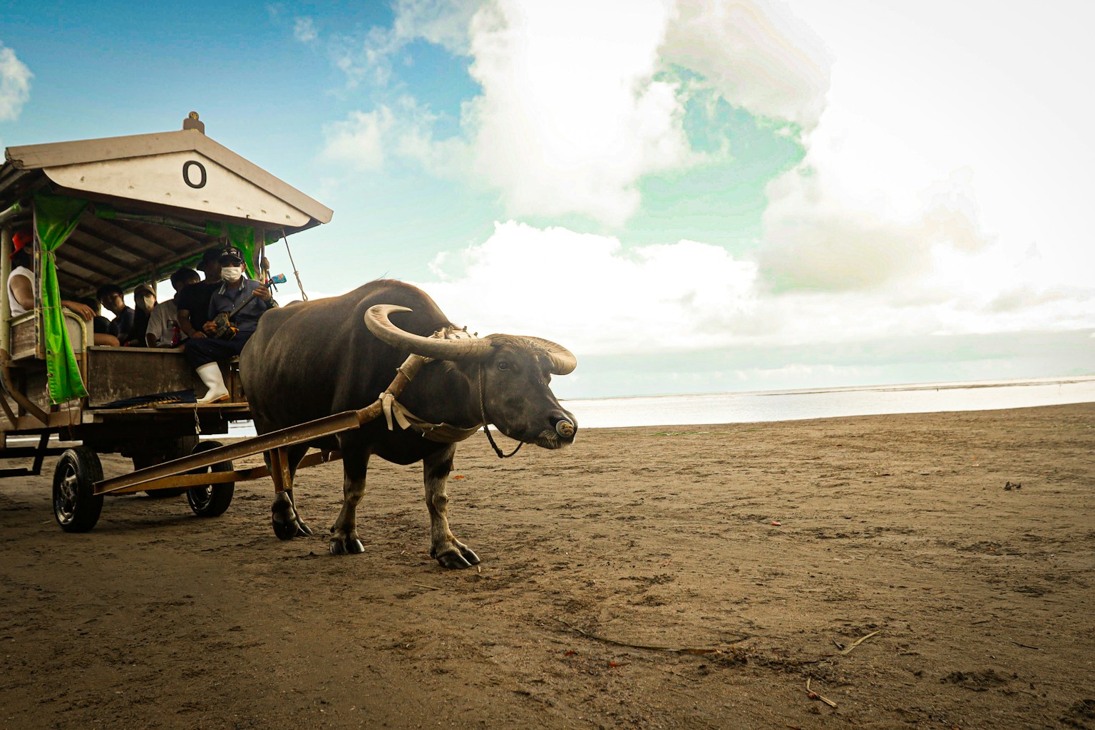 해변에서 수생 소가 끄는 마차와 파란 하늘