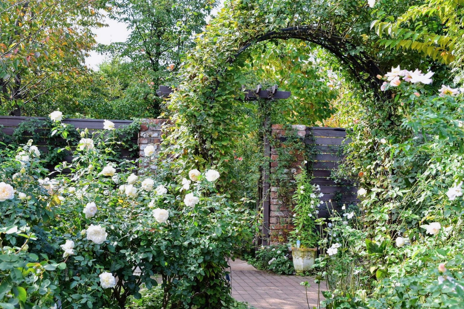 Une scène de jardin avec des roses blanches et une arche verte