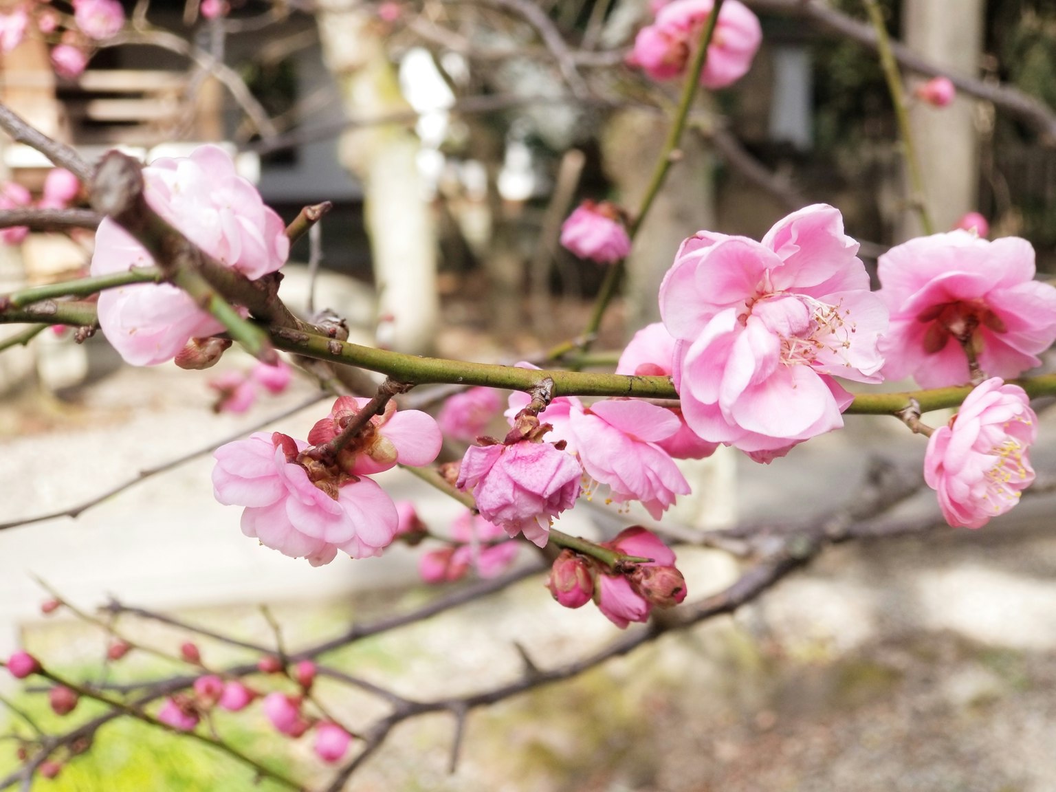 桃花盛开的枝条特写