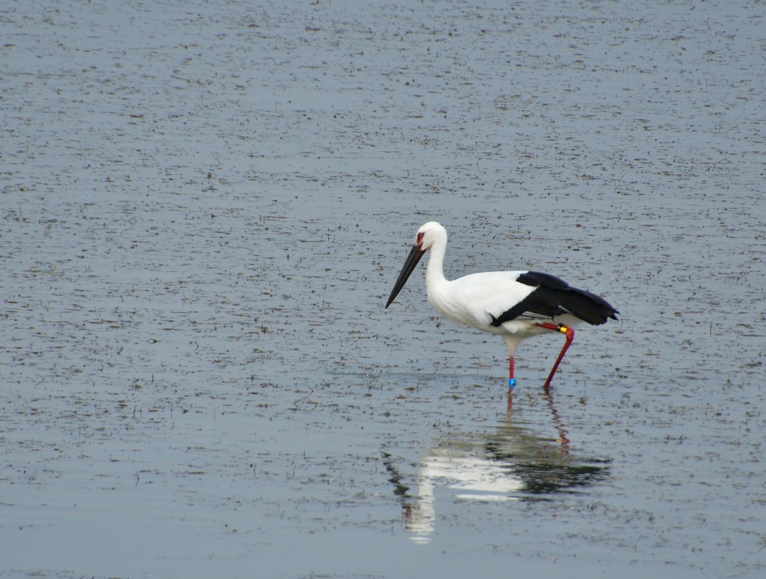 A white stork standing on the water surface