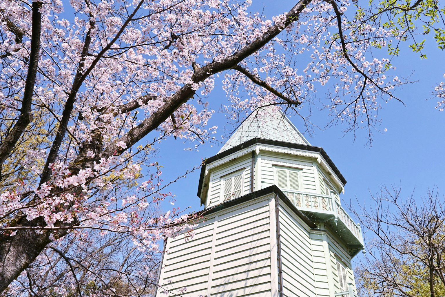 Un edificio de torre blanca bajo un cielo azul con árboles de cerezo en flor