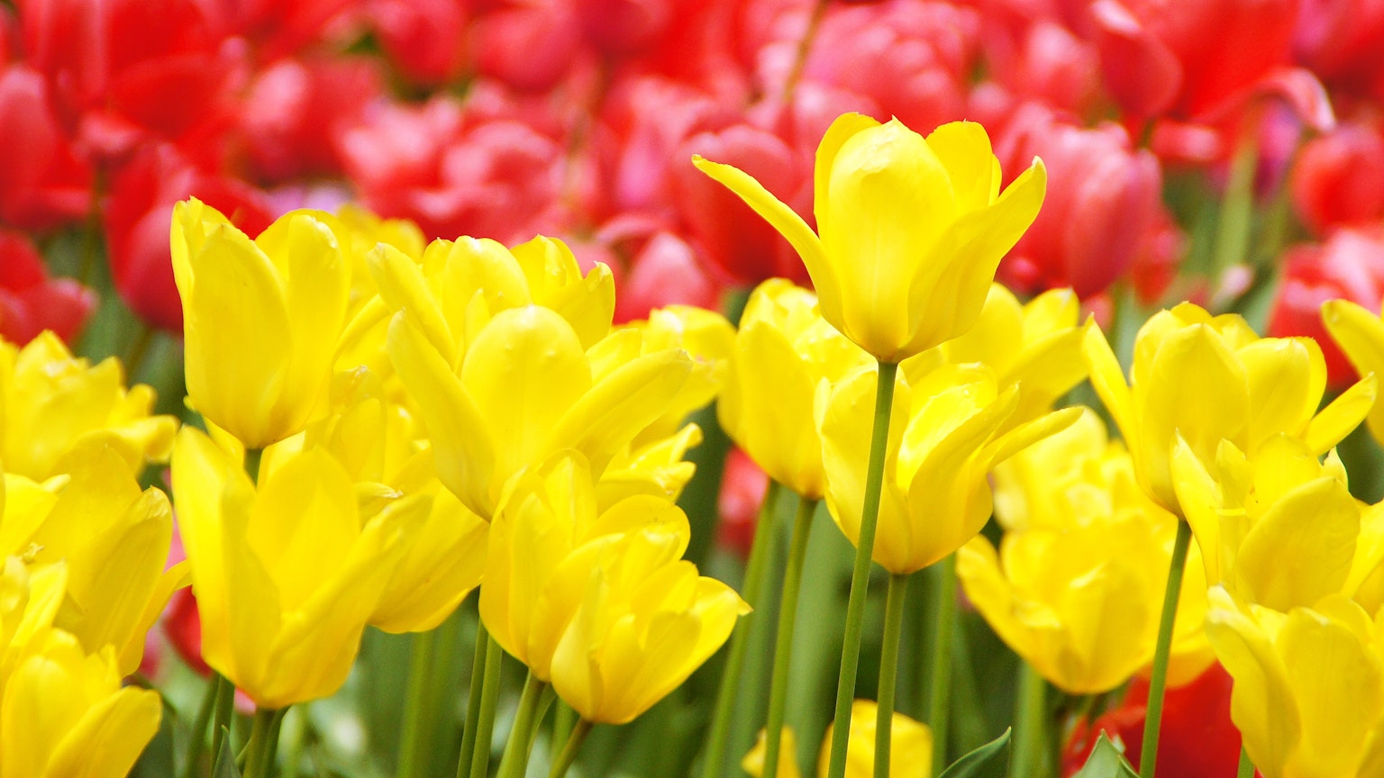Un campo vibrante de tulipanes amarillos y rojos en plena floración