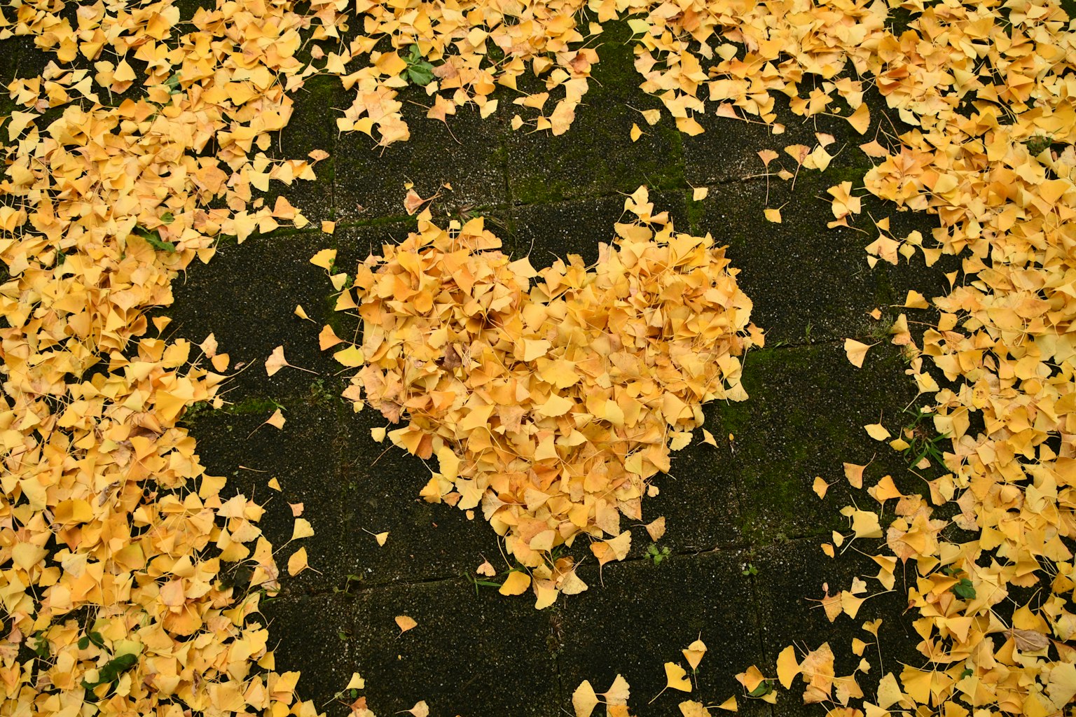 Heart shape made of yellow leaves on the ground