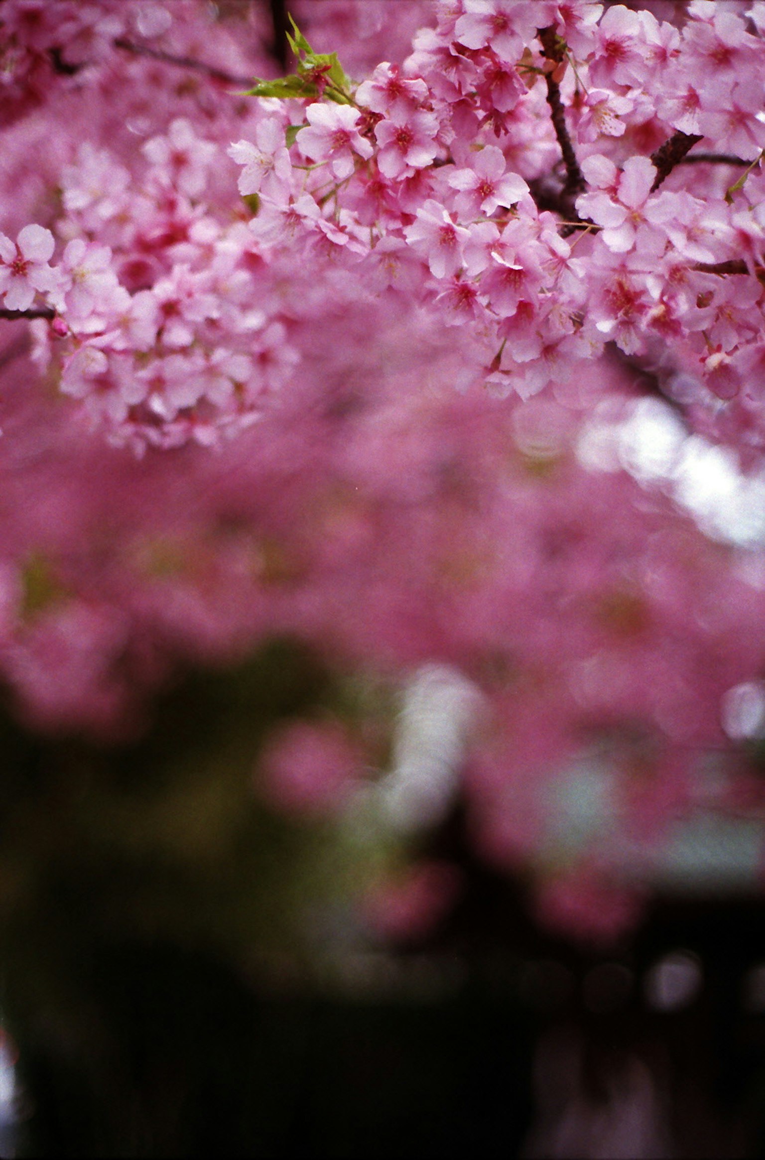 Bellissimo paesaggio con ciliegi in fiore