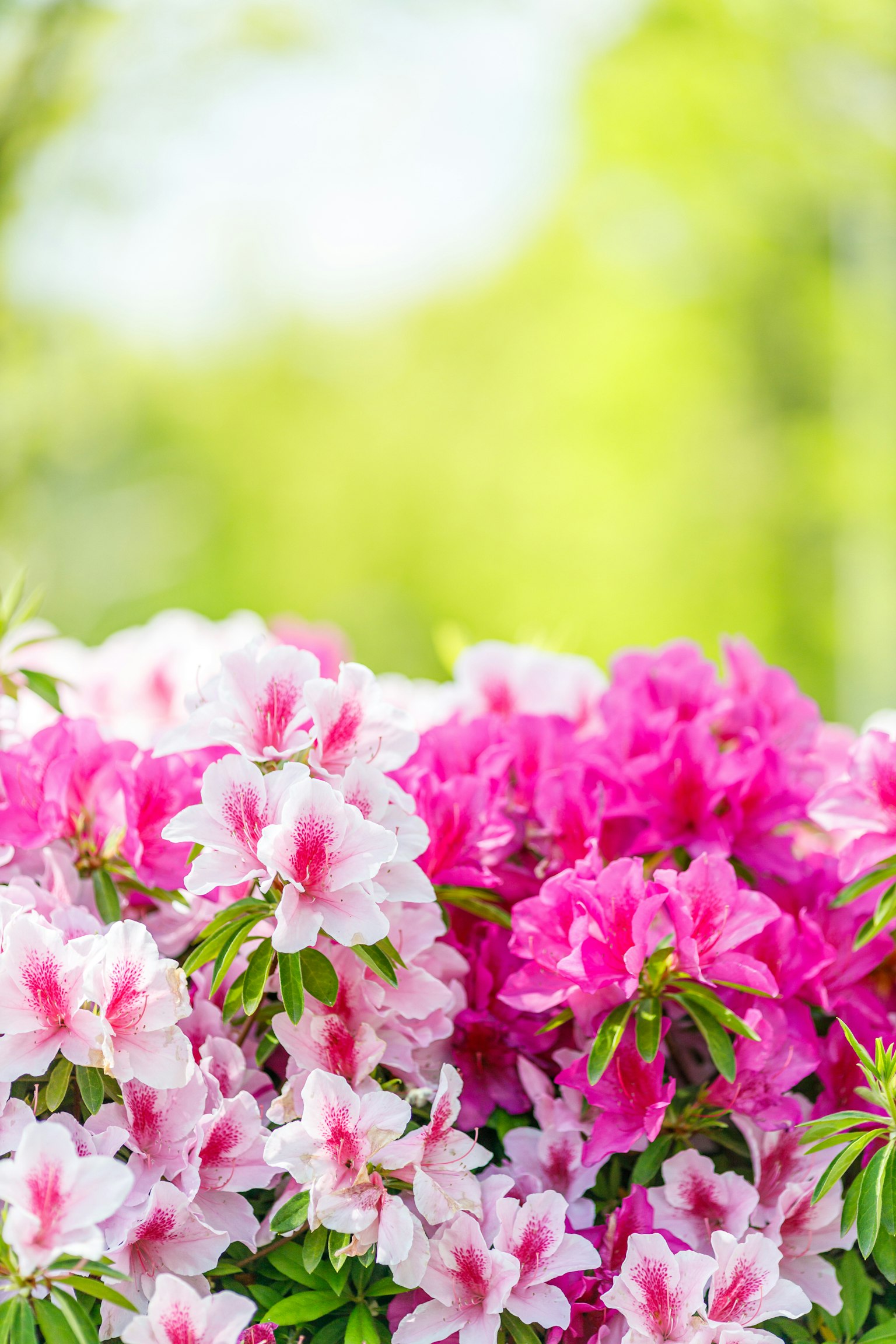 Fiori di azalea rosa e bianchi che fioriscono con uno sfondo verde
