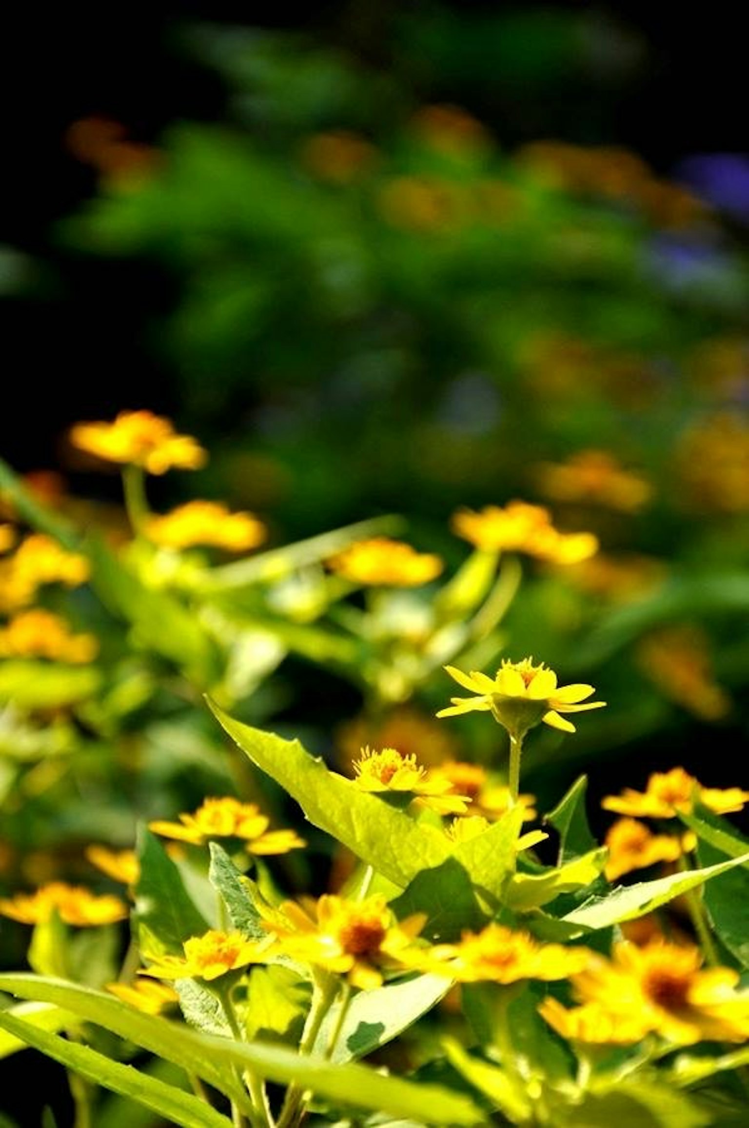 Fiori gialli vivaci contro uno sfondo di foglie verdi