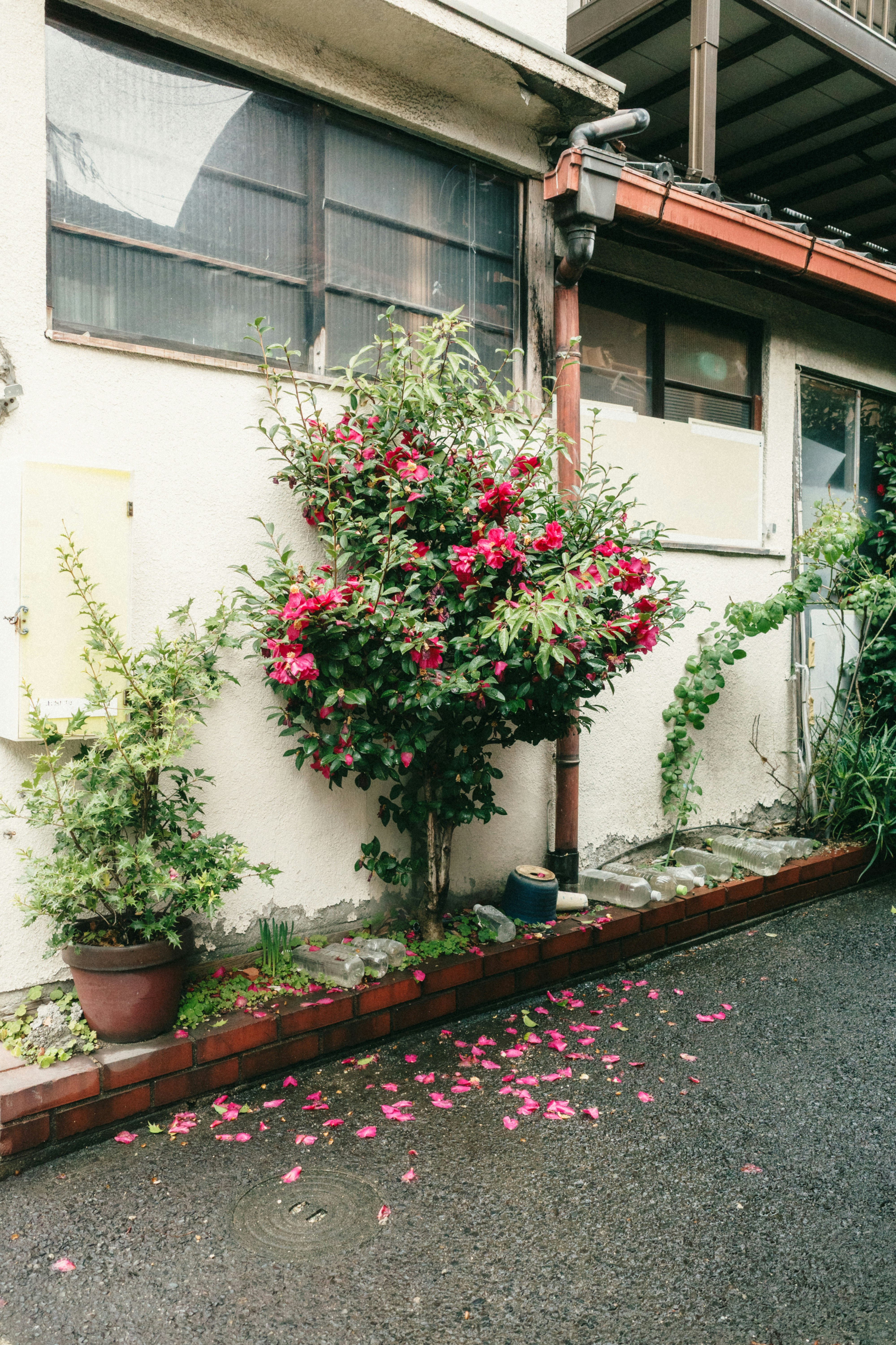 courtyard wall lined with flower pots and fallen petals
