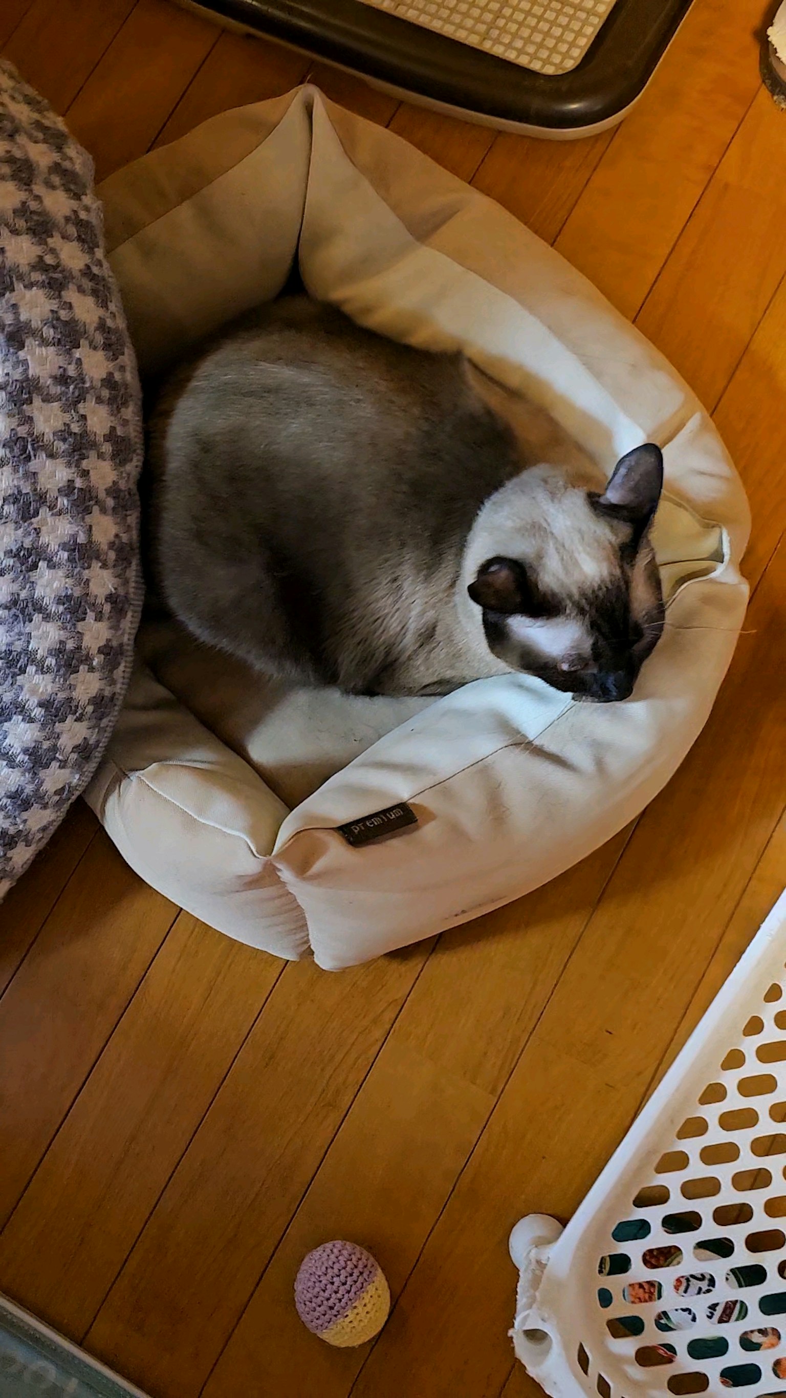 Siamese cat sleeping in a cozy bed