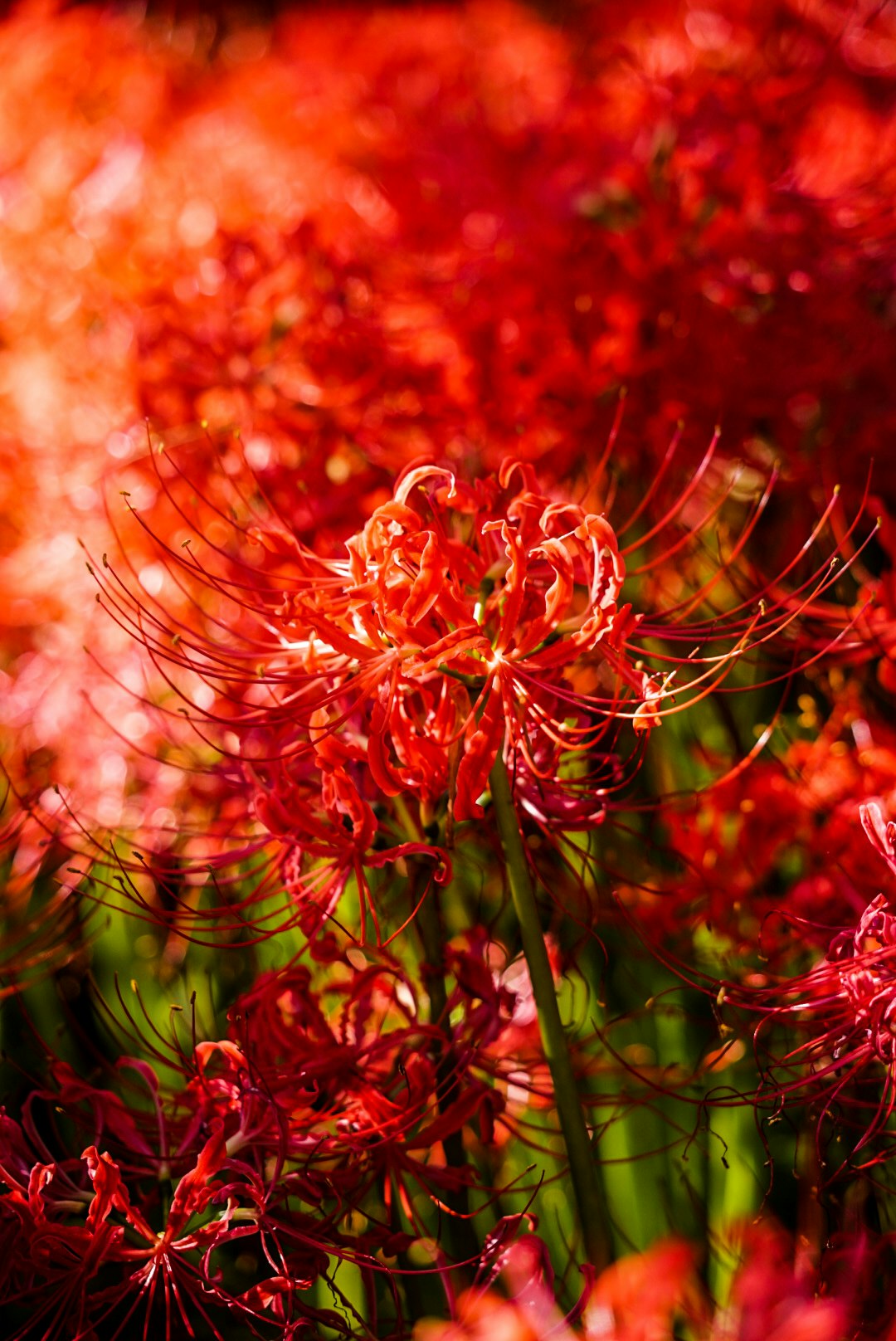 Close-up of red spider lily flowers with threadlike petals