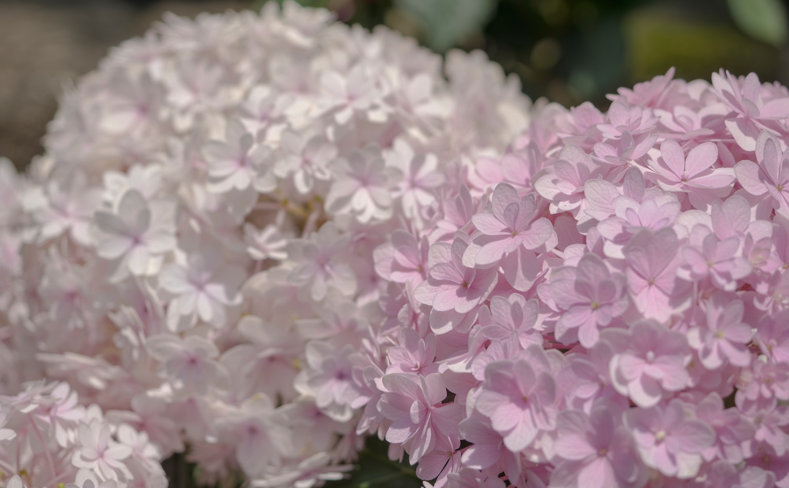 Nahaufnahme von weißen und helllila Hortensienblüten