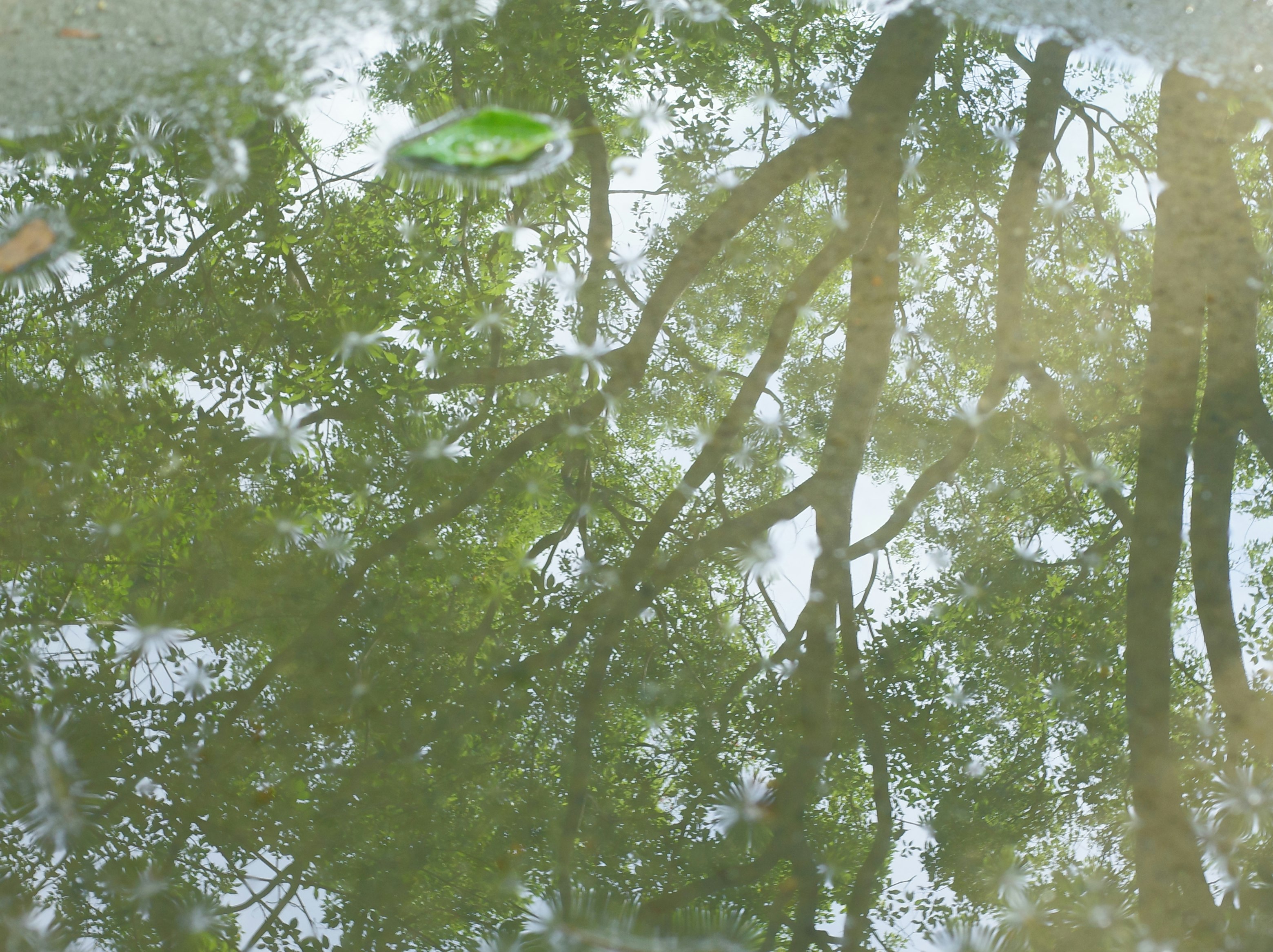 木々の葉越しに差し込む光のある自然の風景