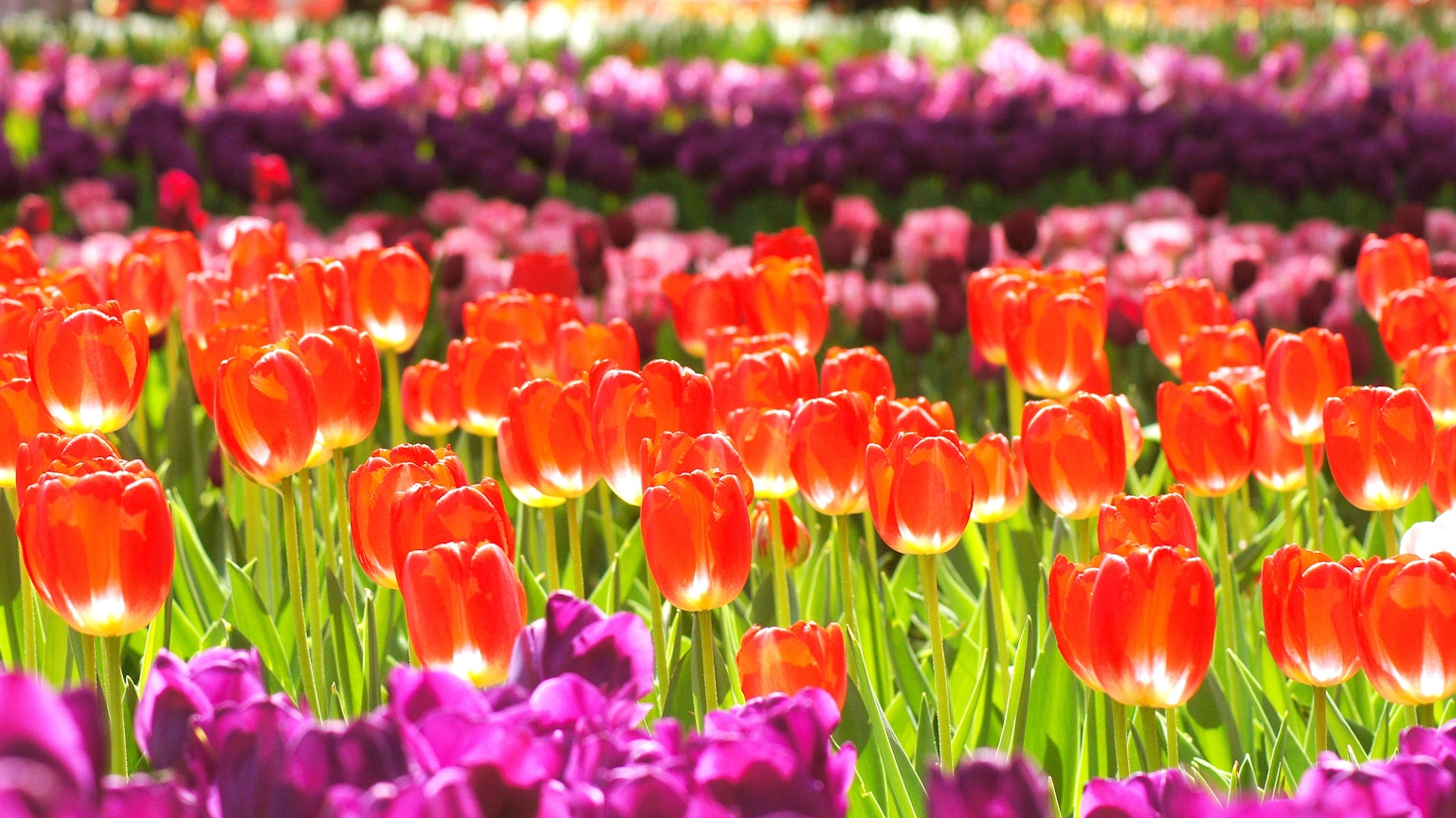ทุ่งทิวลิปที่มีสีสันสดใส พร้อมทิวลิปสีแดงและสีม่วงที่บานสะพรั่ง สร้างทิวทัศน์ที่มีสีสัน