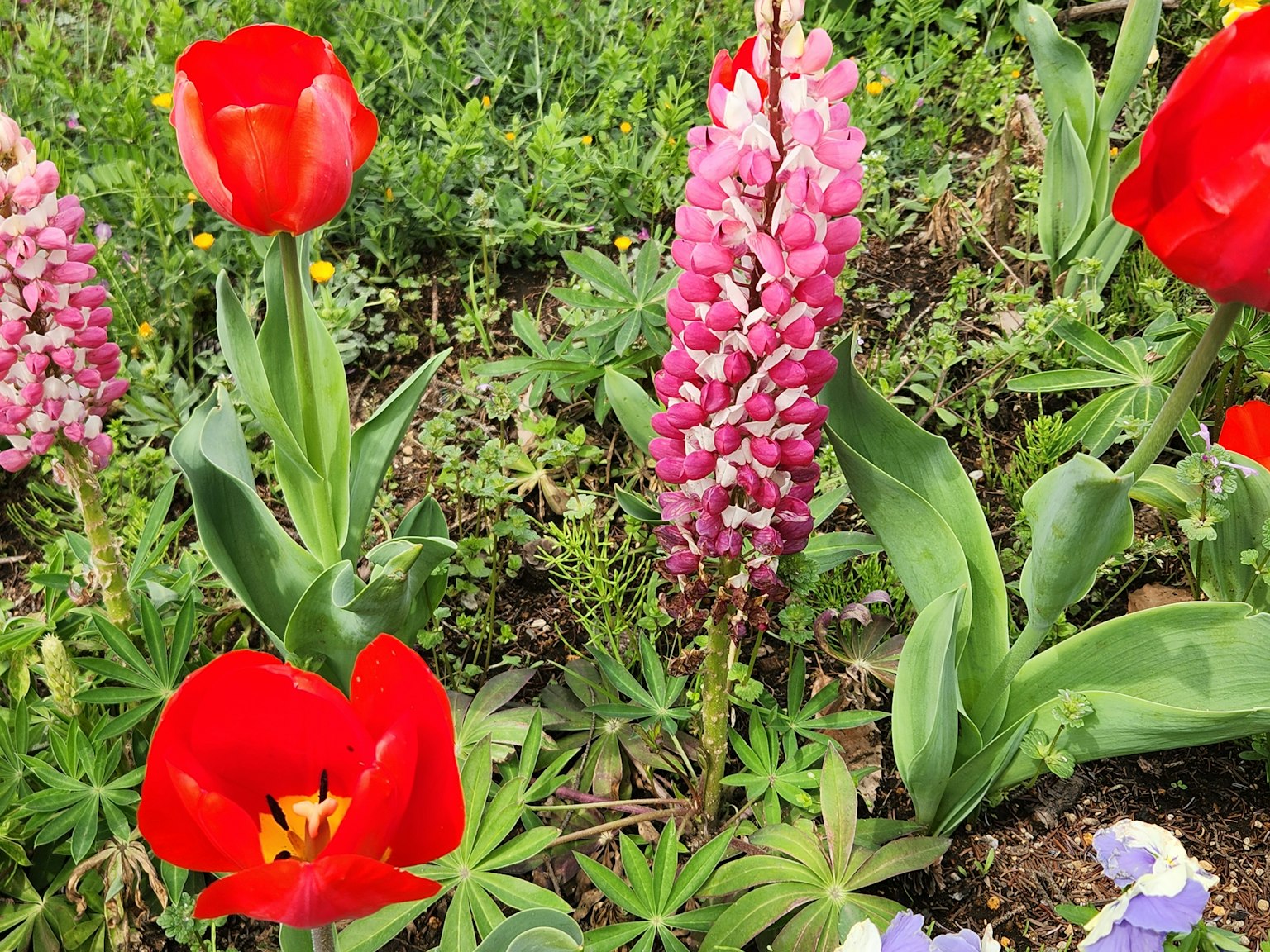 Garden scene featuring red tulips and a pink flower