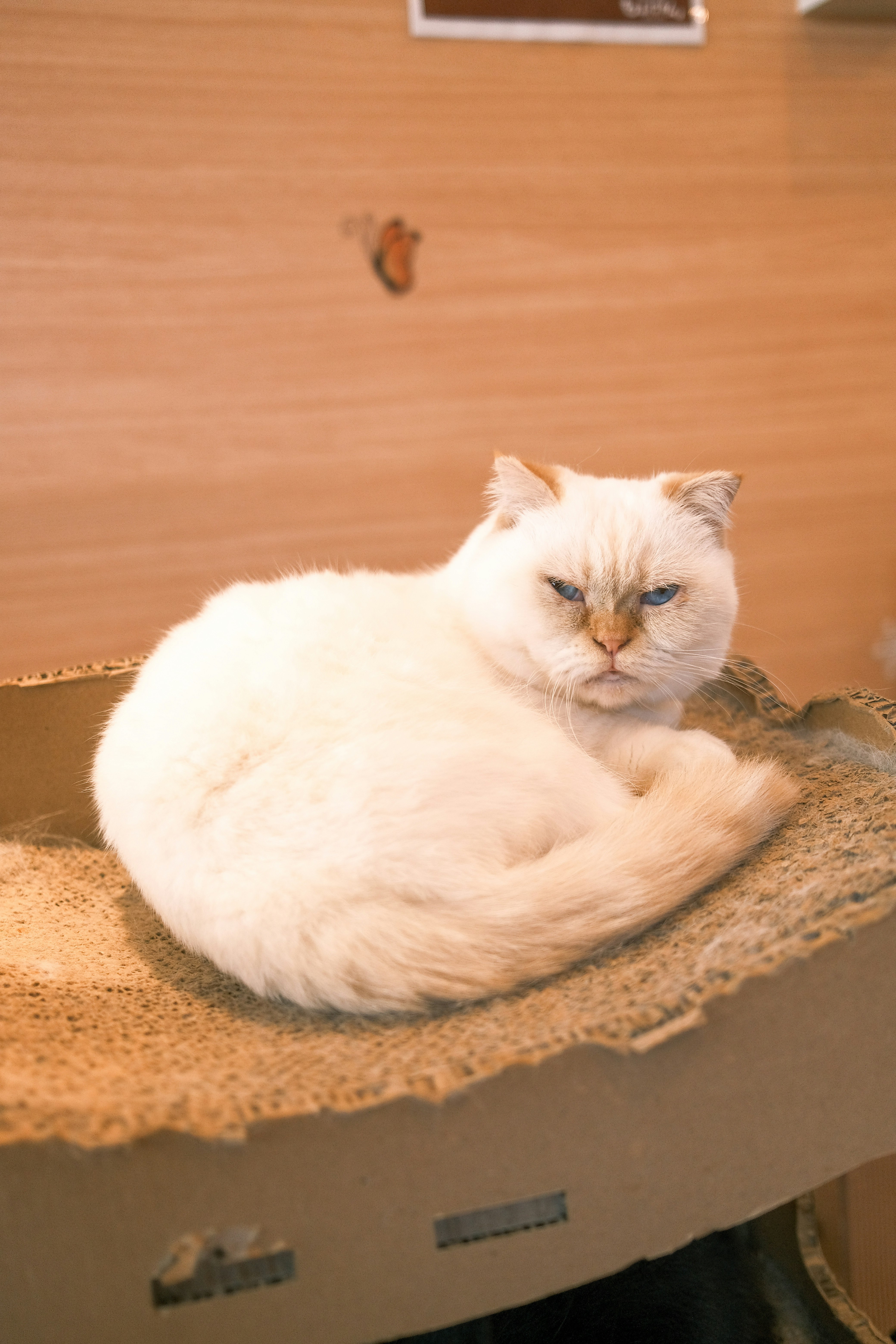Eine weiße Katze, die drinnen zusammengerollt liegt