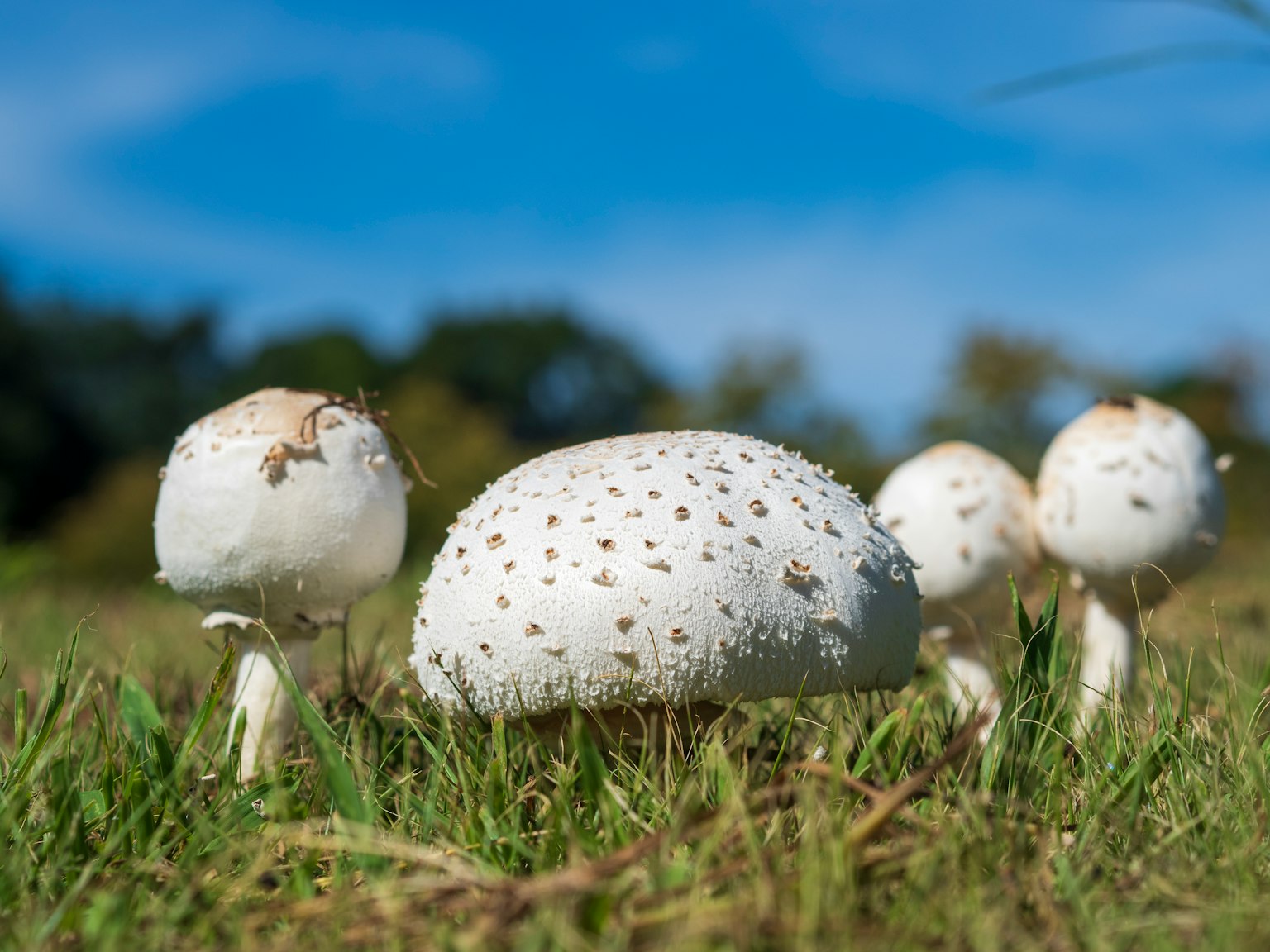 Weiße Pilze, die auf einer grasbewachsenen Fläche wachsen