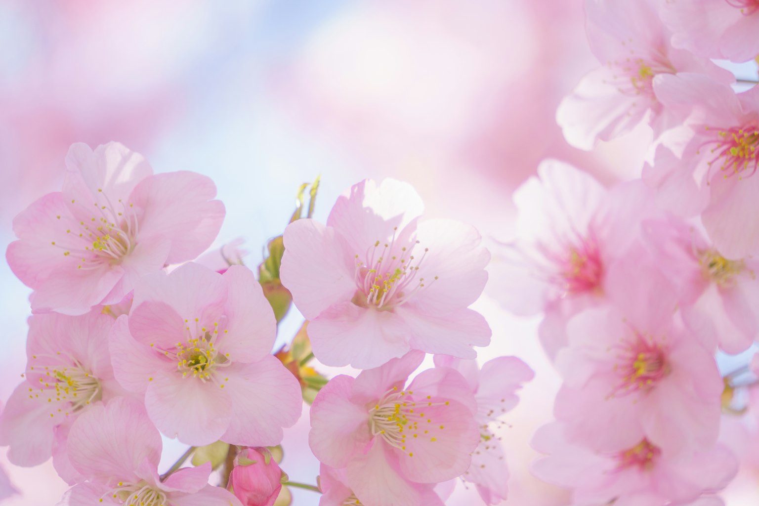 Delicate fiori di ciliegio rosa che fioriscono contro un cielo blu morbido