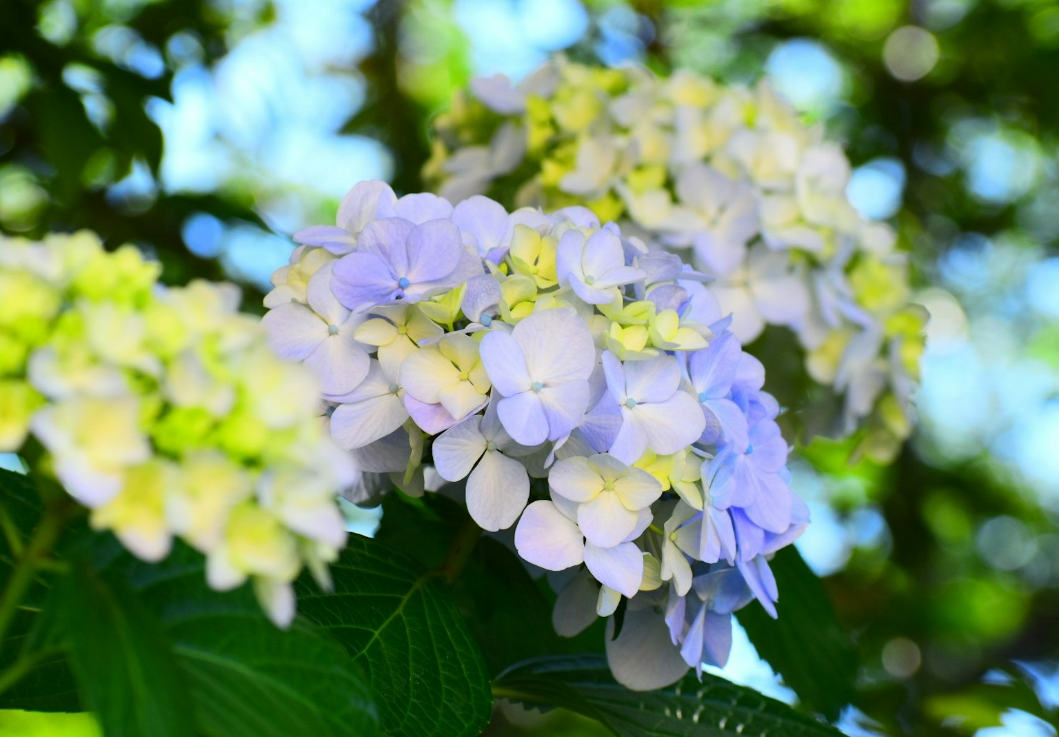 Flores de hortensia en tonos azul pálido y verde bajo un cielo brillante
