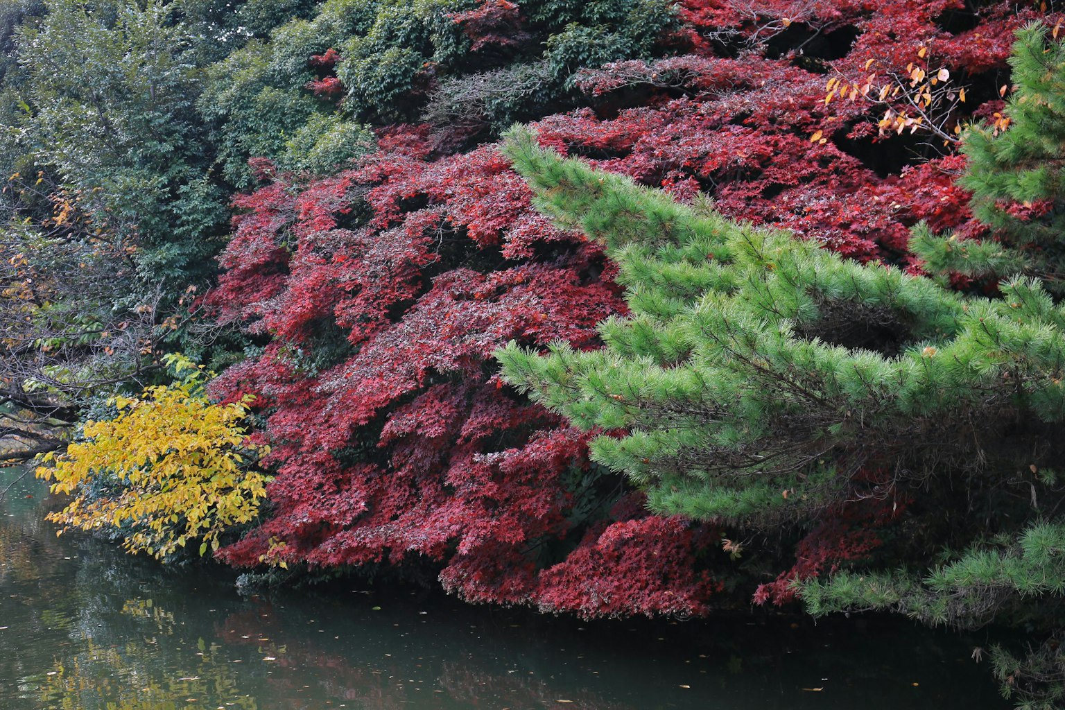 Follaje rojo vibrante junto a árboles de pino verdes en un paisaje de otoño