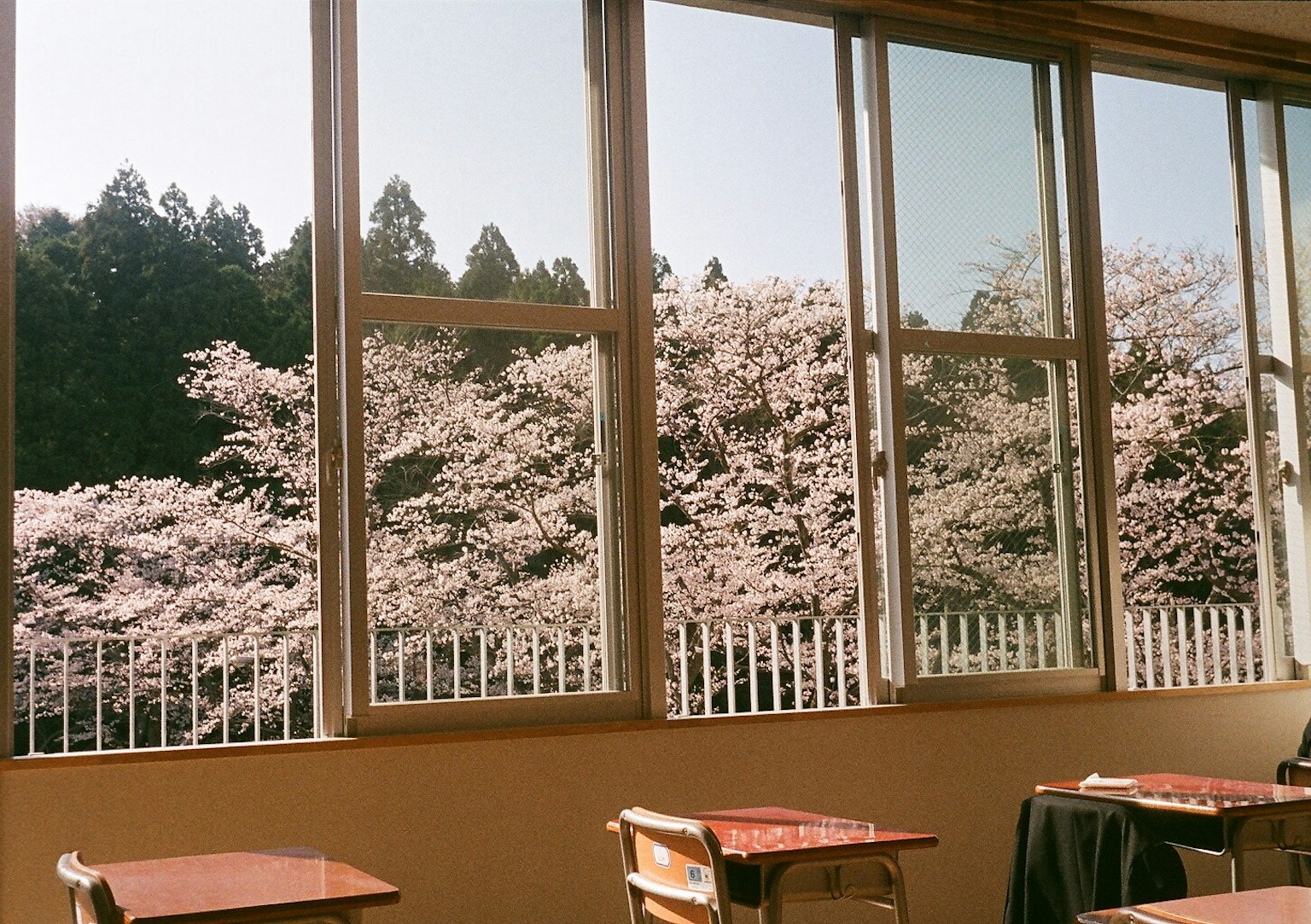 Classroom view featuring blooming cherry blossom trees