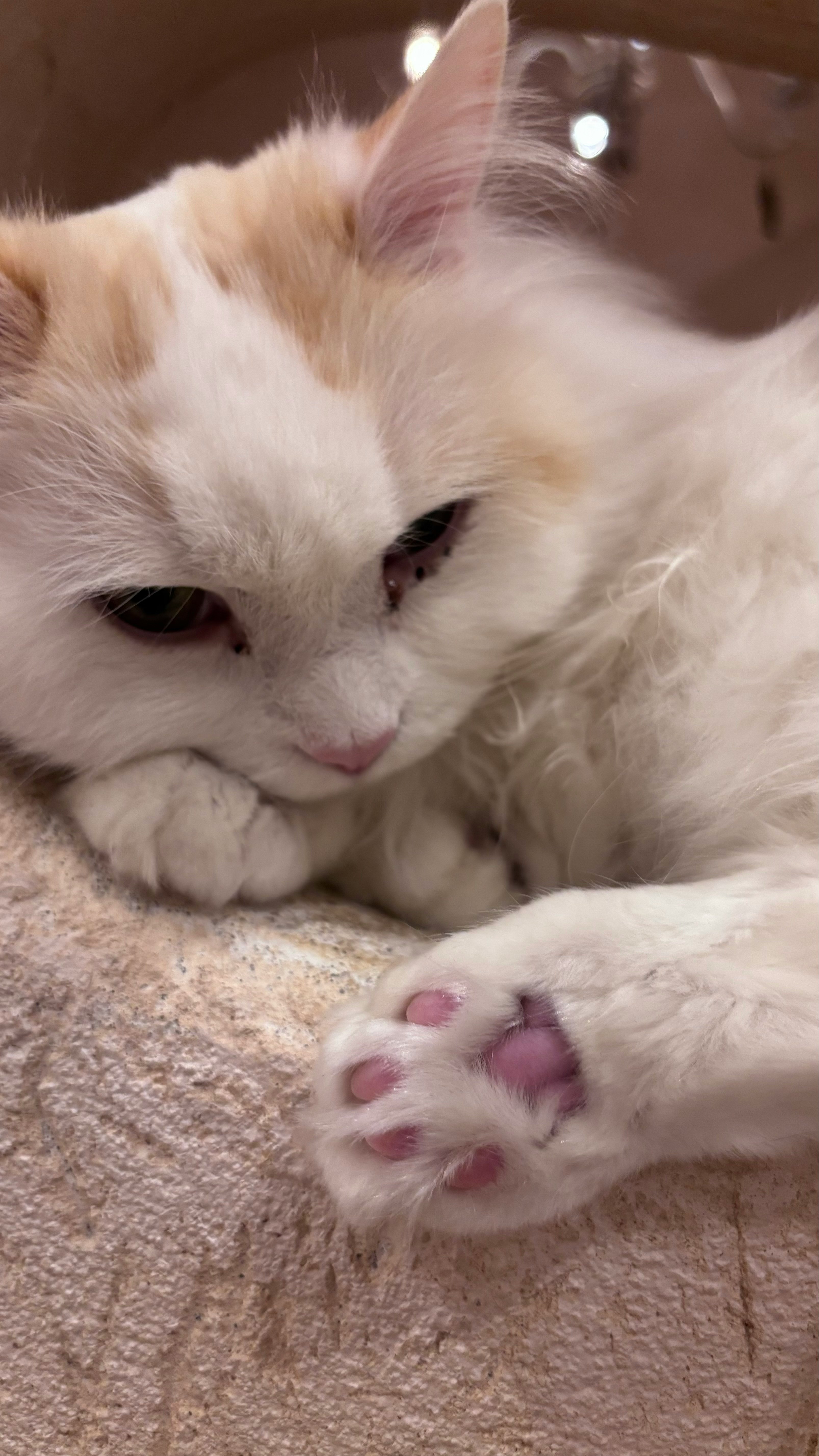 소파에서 자고 있는 흰 고양이