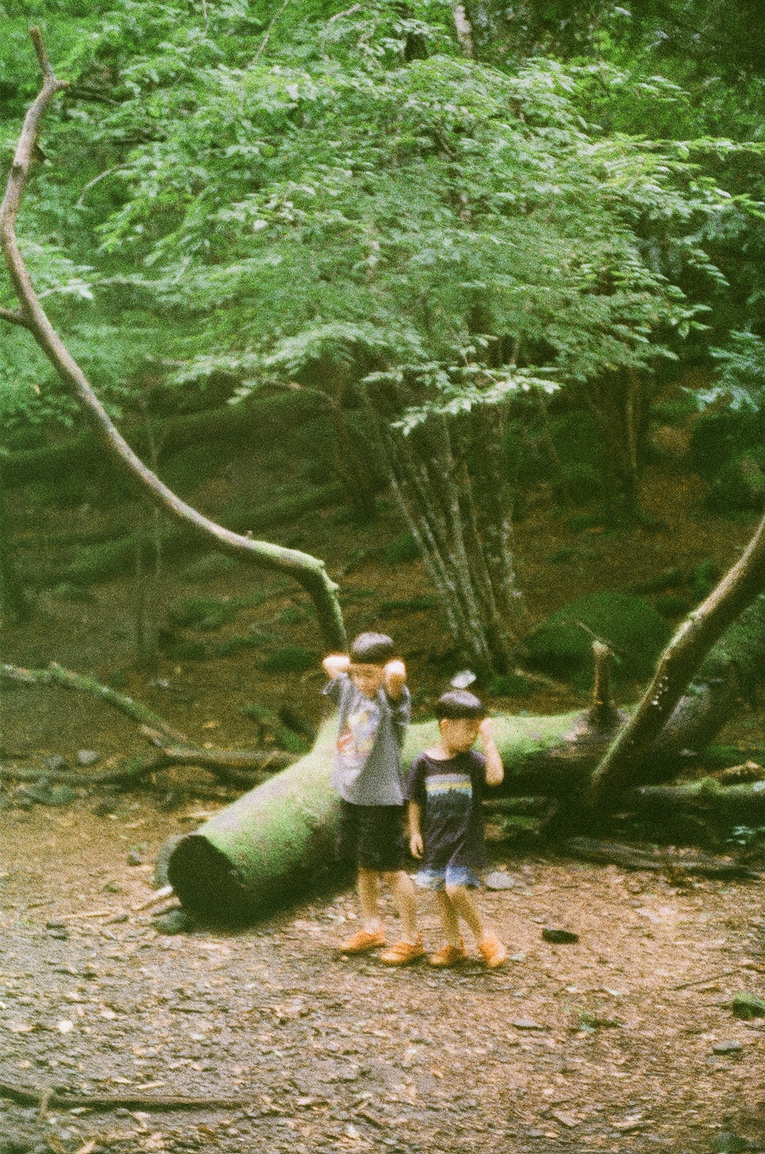 森の中で遊ぶ二人の子供たちと倒れた木
