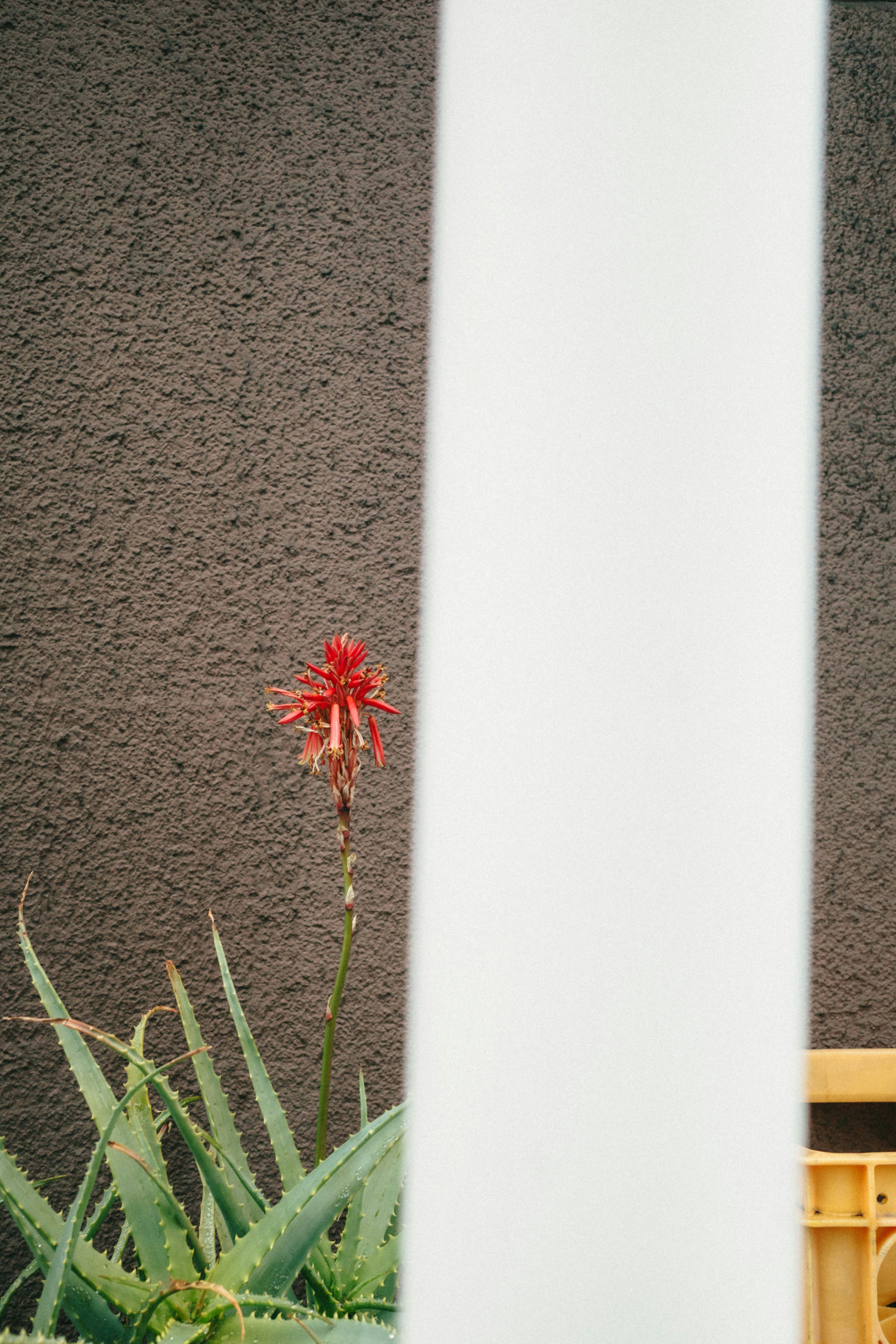 red flower beside a white pillar